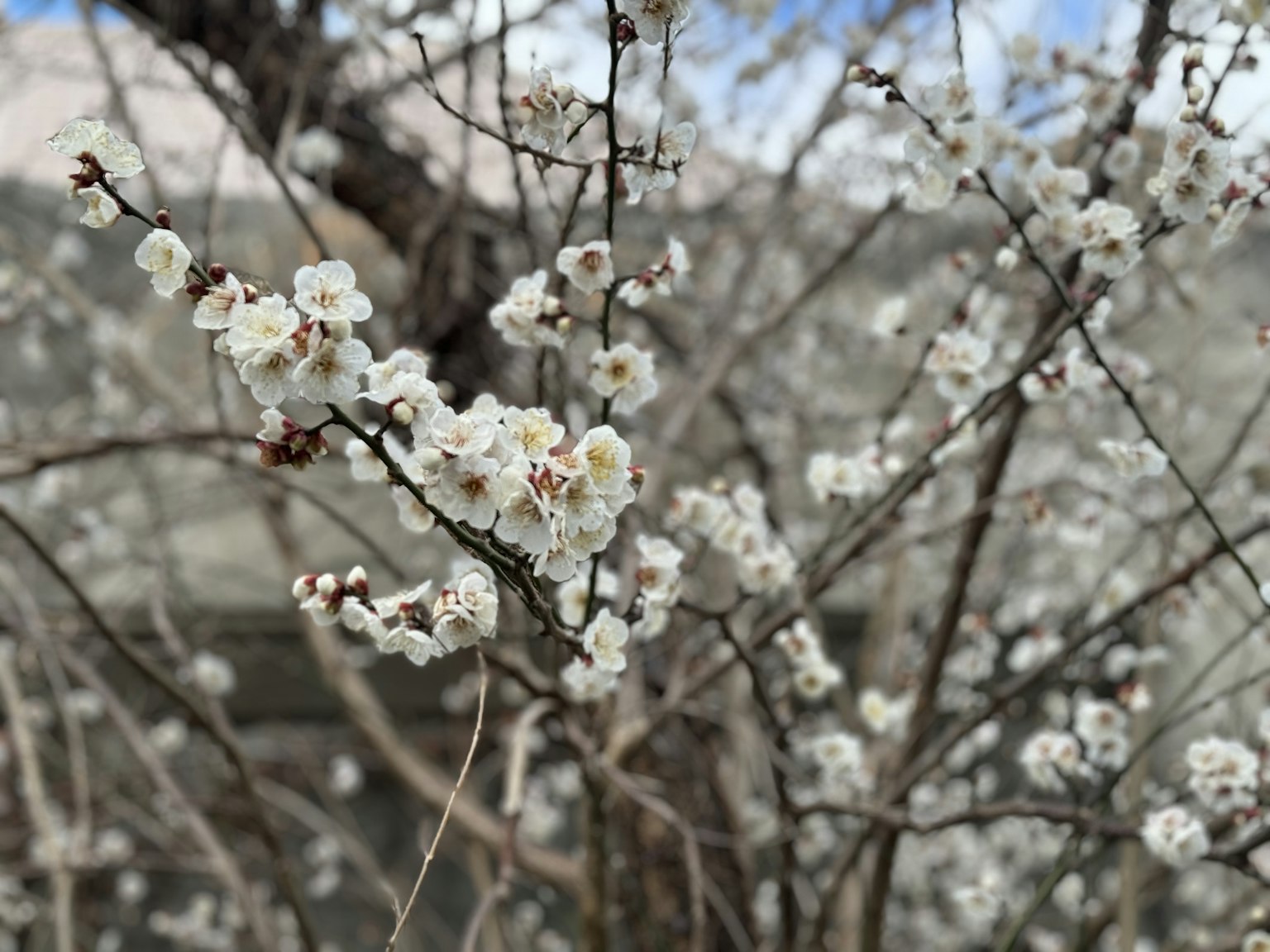 白色花朵的樹枝特寫