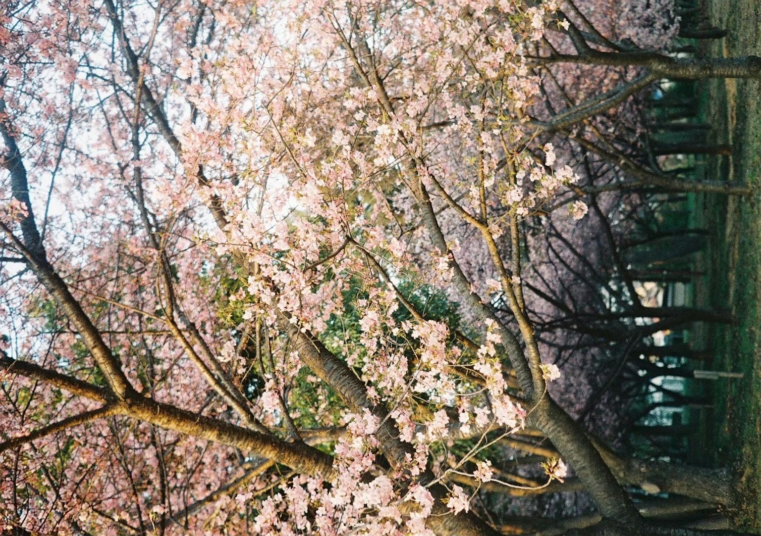 樱花树排成的道路