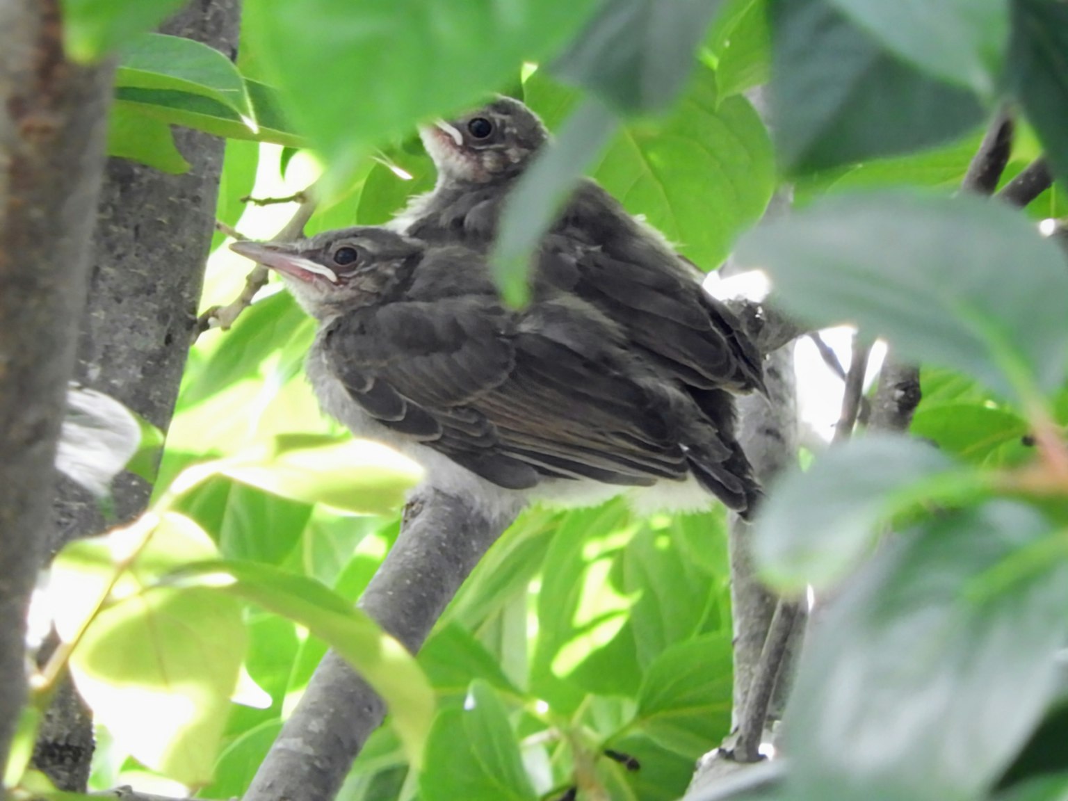 Deux oisillons perchés sur une branche d'arbre entourée de feuilles vertes