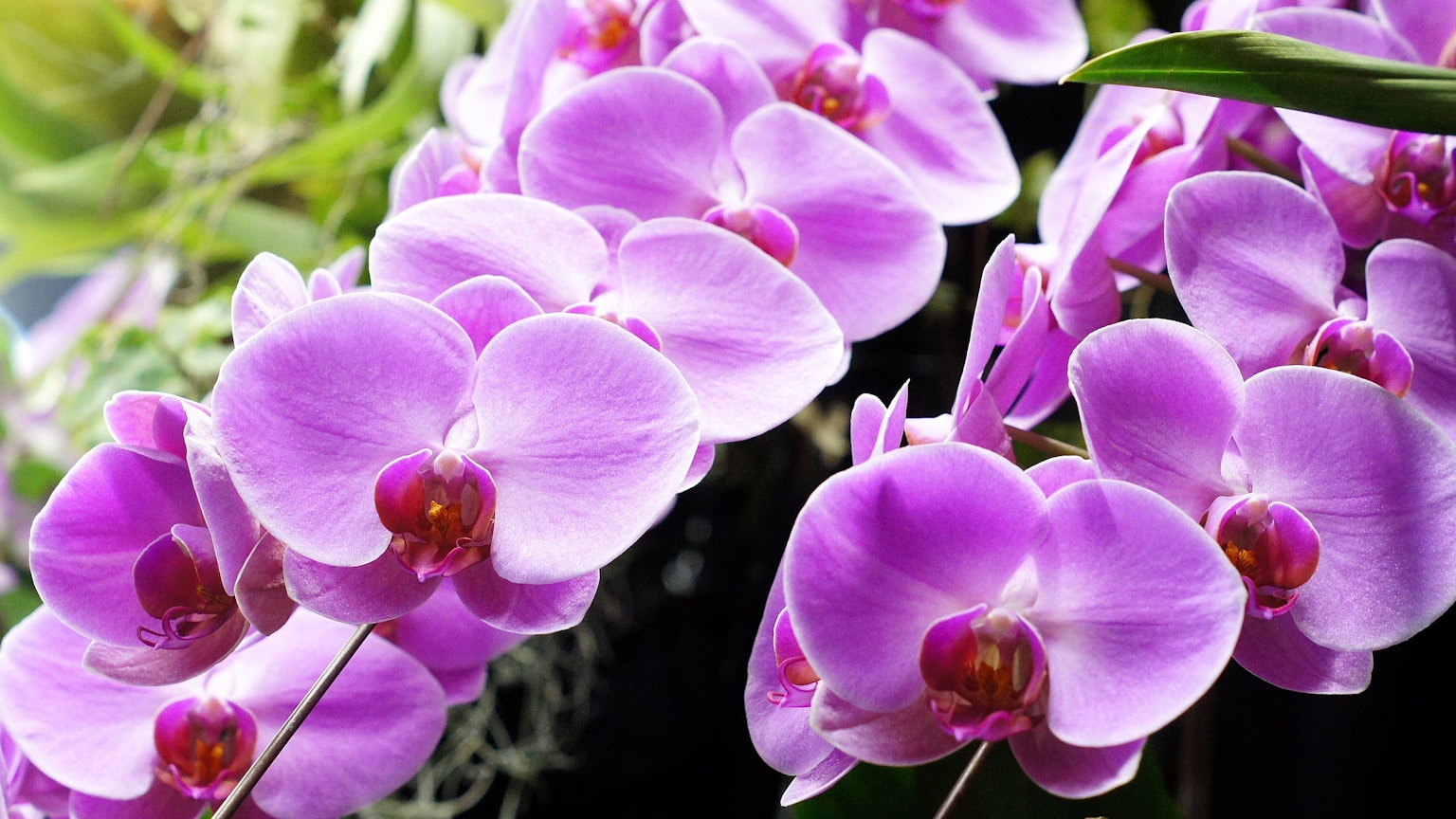 กล้วยไม้สีม่วงสดใสเบ่งบาน