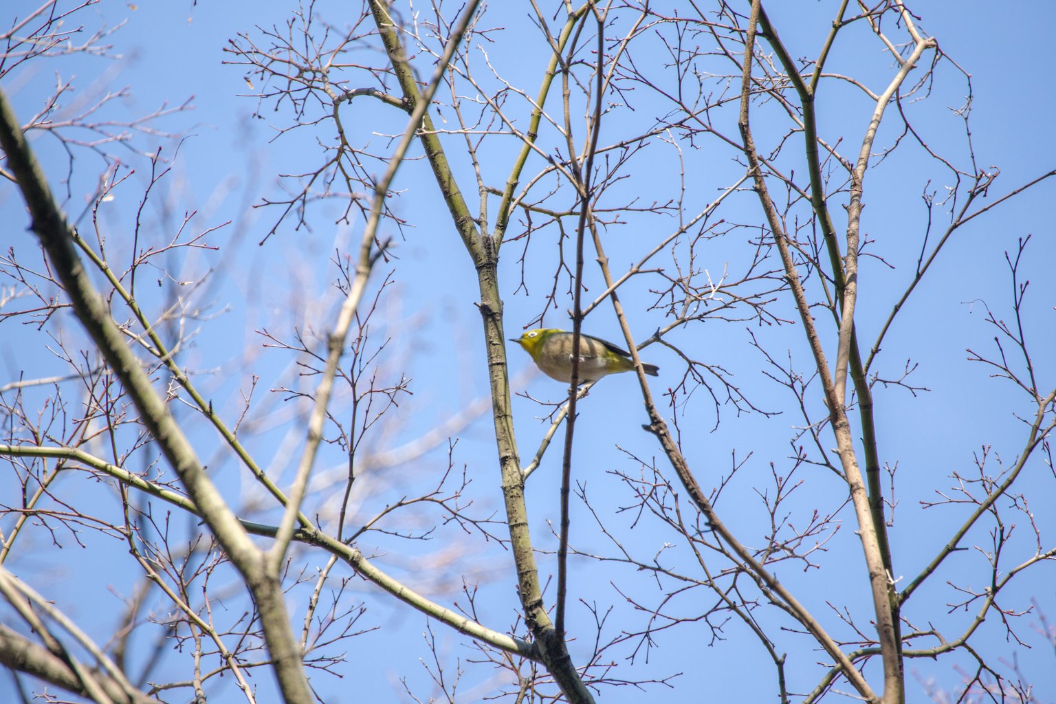 Ein kleiner Vogel, der auf dünnen Ästen vor einem blauen Himmel sitzt