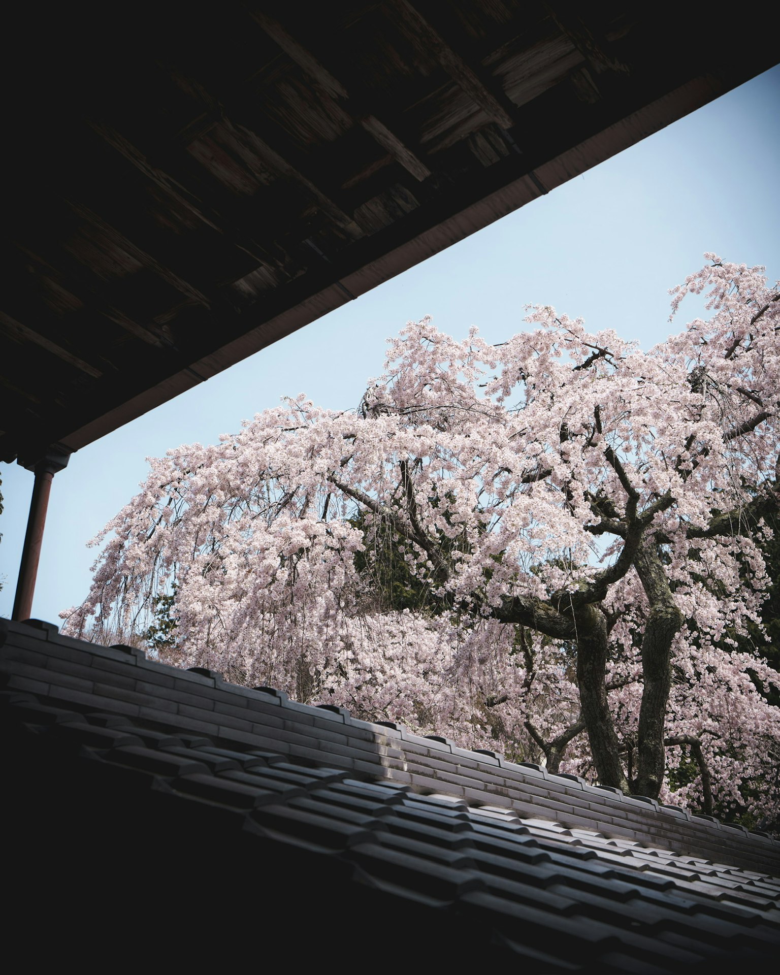 從屋簷下看到的櫻花樹和藍天