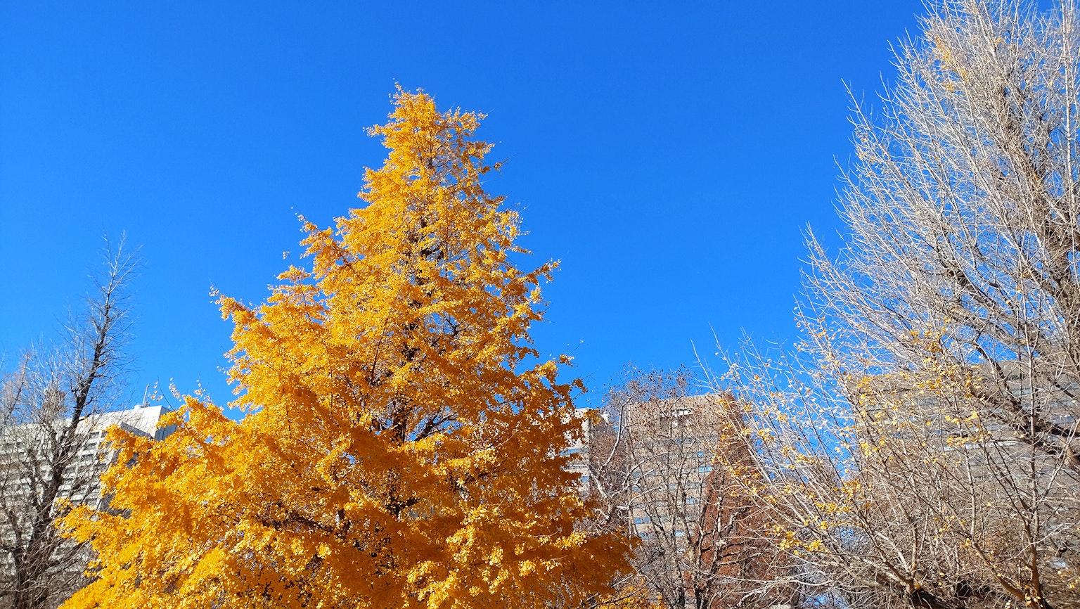Vibrant yellow tree against a clear blue sky