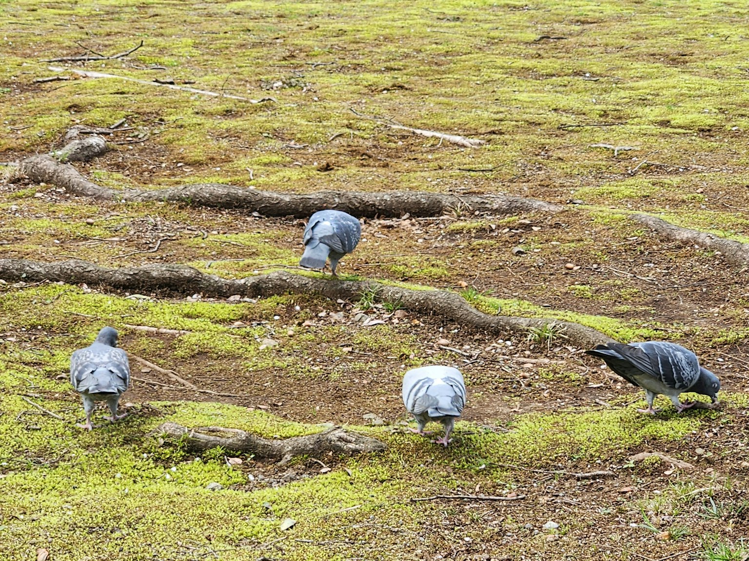 Varios pájaros en el suelo con fondo de musgo verde
