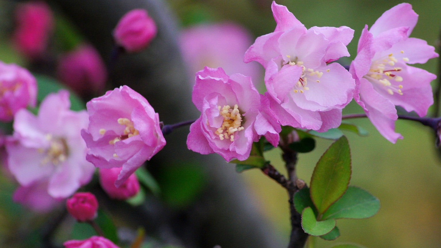 분홍 꽃이 피어 있는 가지의 클로즈업