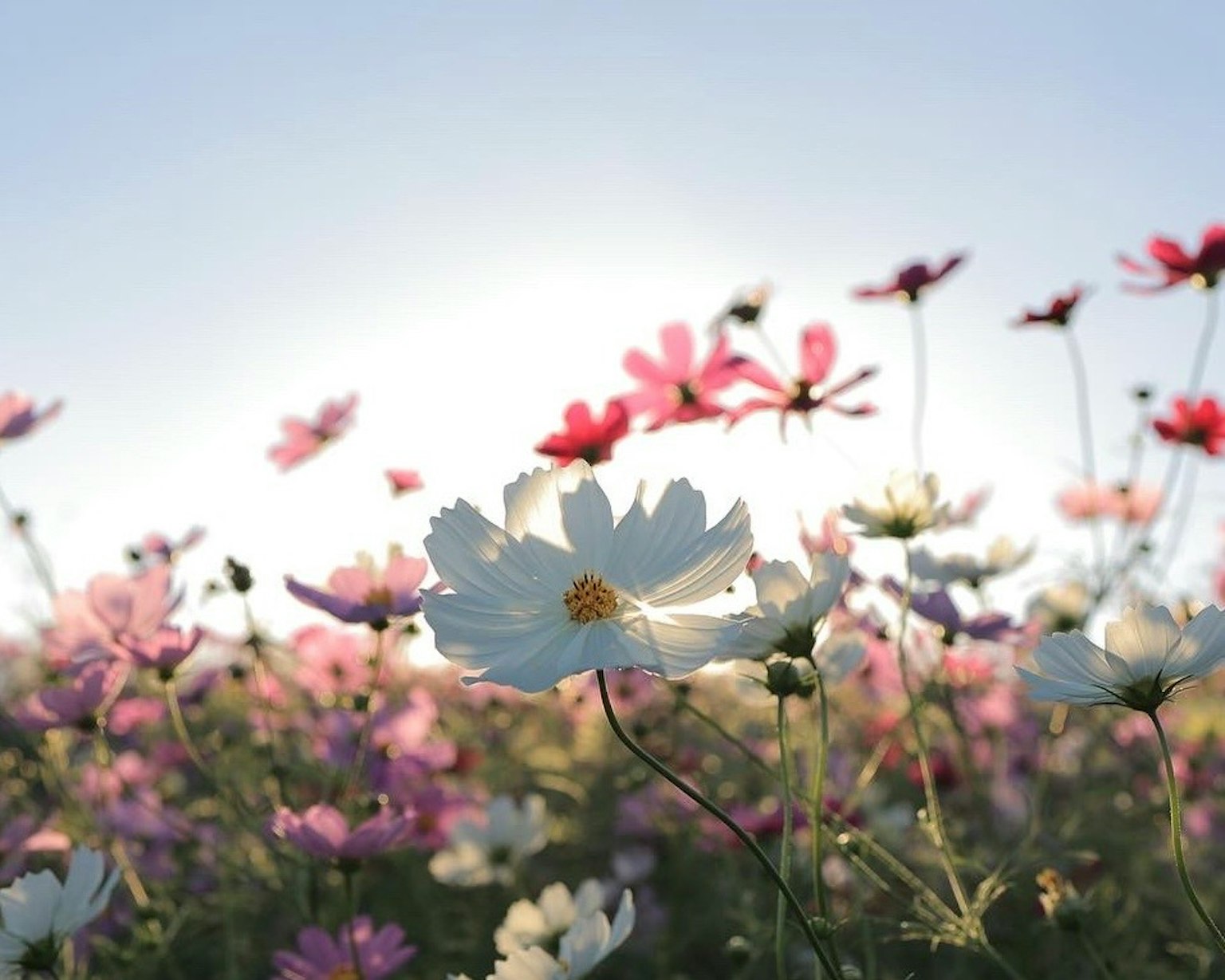 Un paisaje hermoso lleno de flores coloridas con una flor blanca destacada