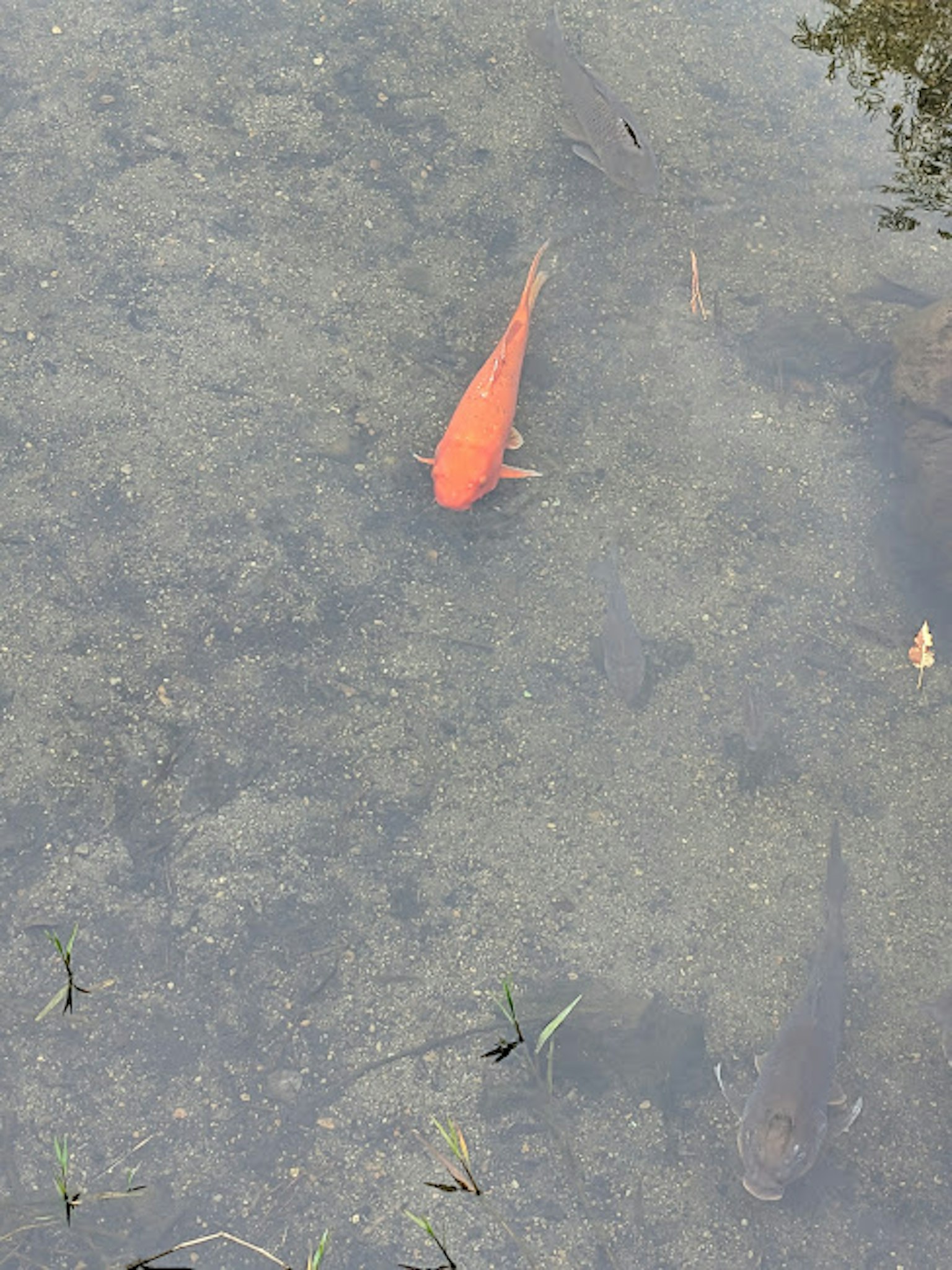 ปลาคาร์พสีแดงว่ายน้ำในน้ำใสพร้อมพืชสีเขียว