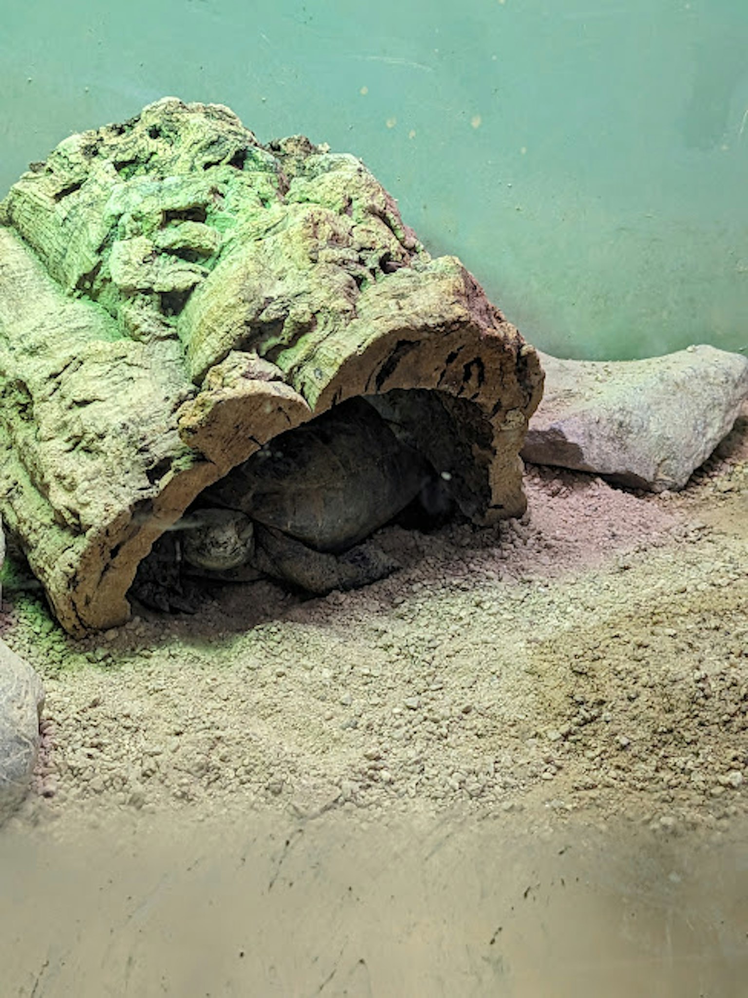A turtle hiding inside a log with surrounding sand and rocks