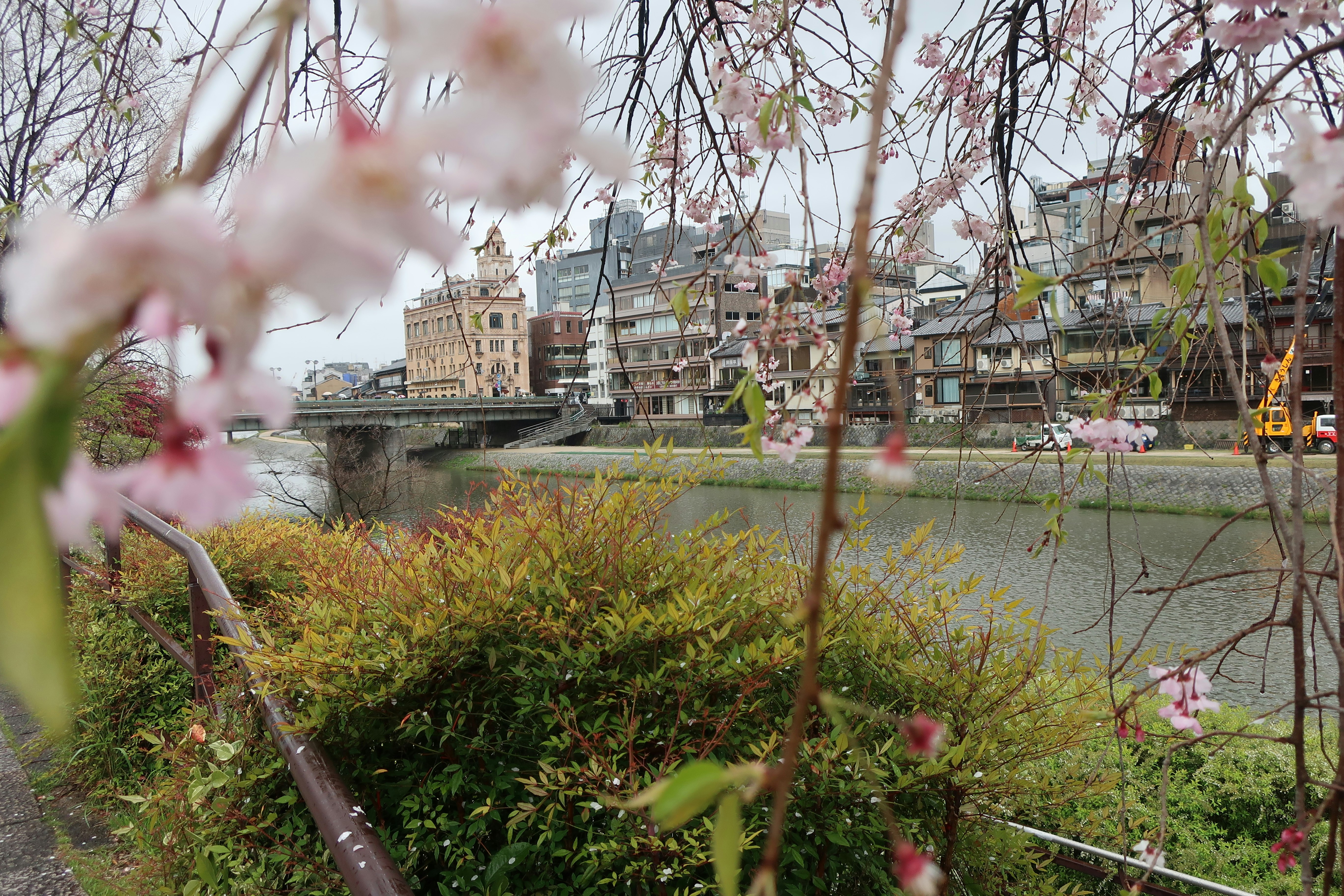 Fleurs de cerisier le long de la rivière Kamo et vue sur un pont