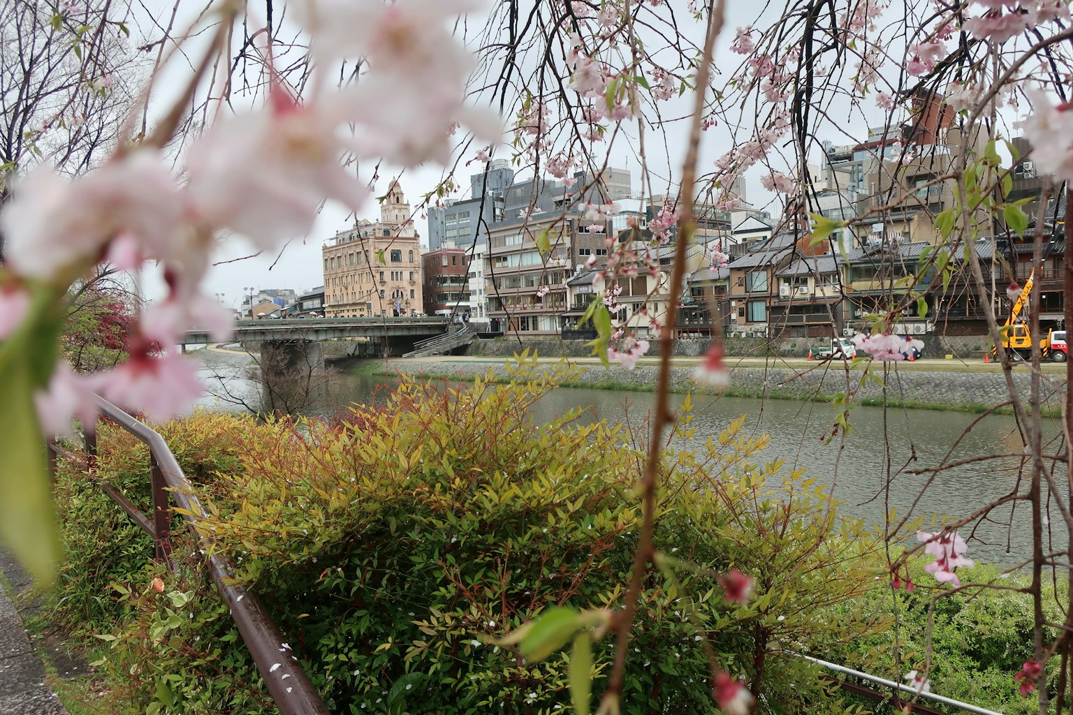 Scenic riverside view with cherry blossoms in the foreground and buildings along the water
