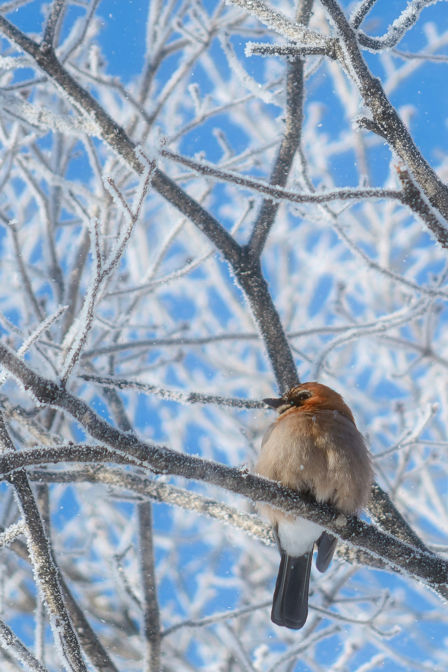 Une image claire d'un oiseau perché sur des branches glacées avec un ciel bleu et des arbres givrés en arrière-plan
