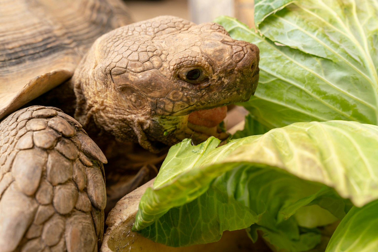 Tortoise eating fresh lettuce