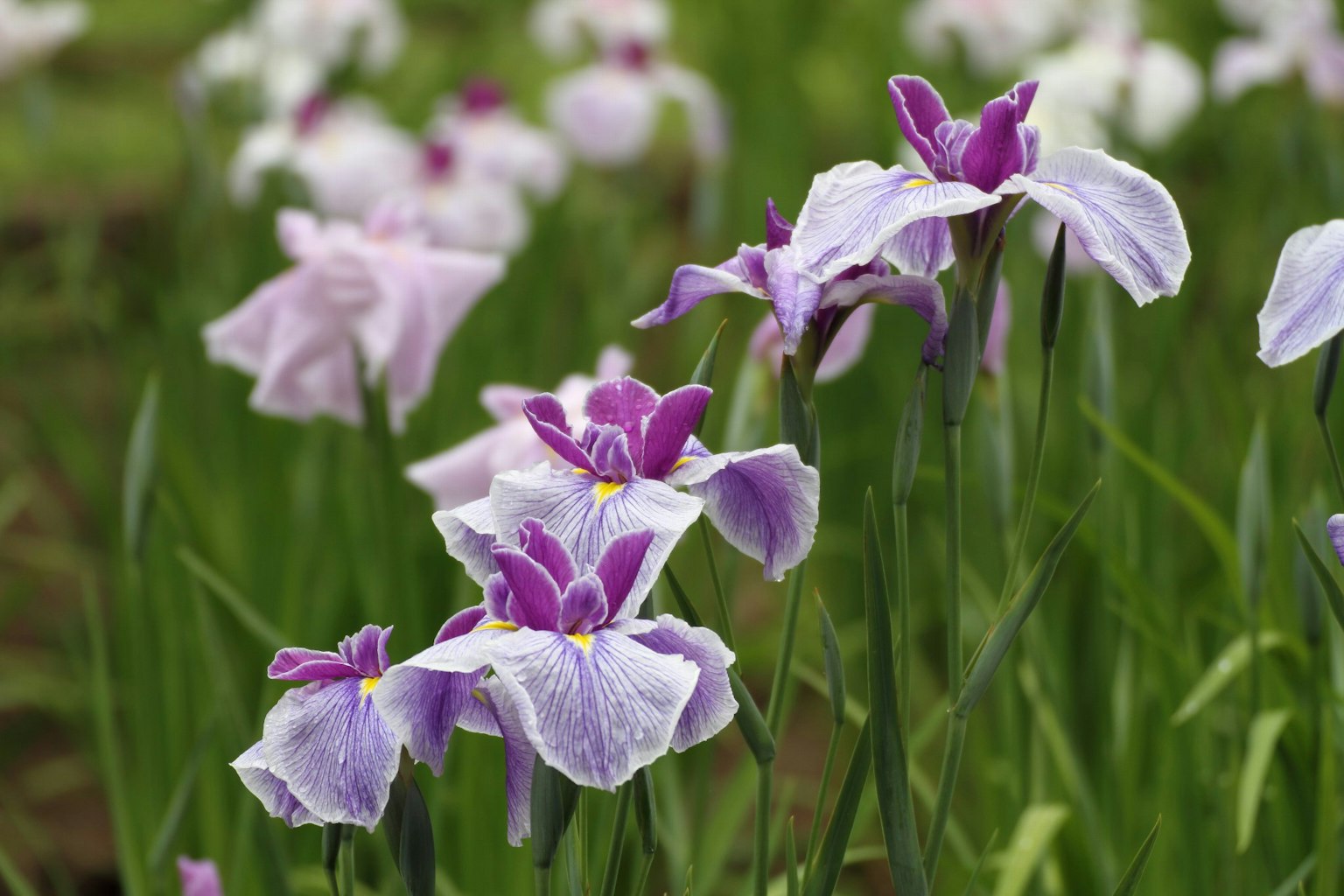Bellissimi fiori viola e bianchi che sbocciano in un ambiente verdeggiante