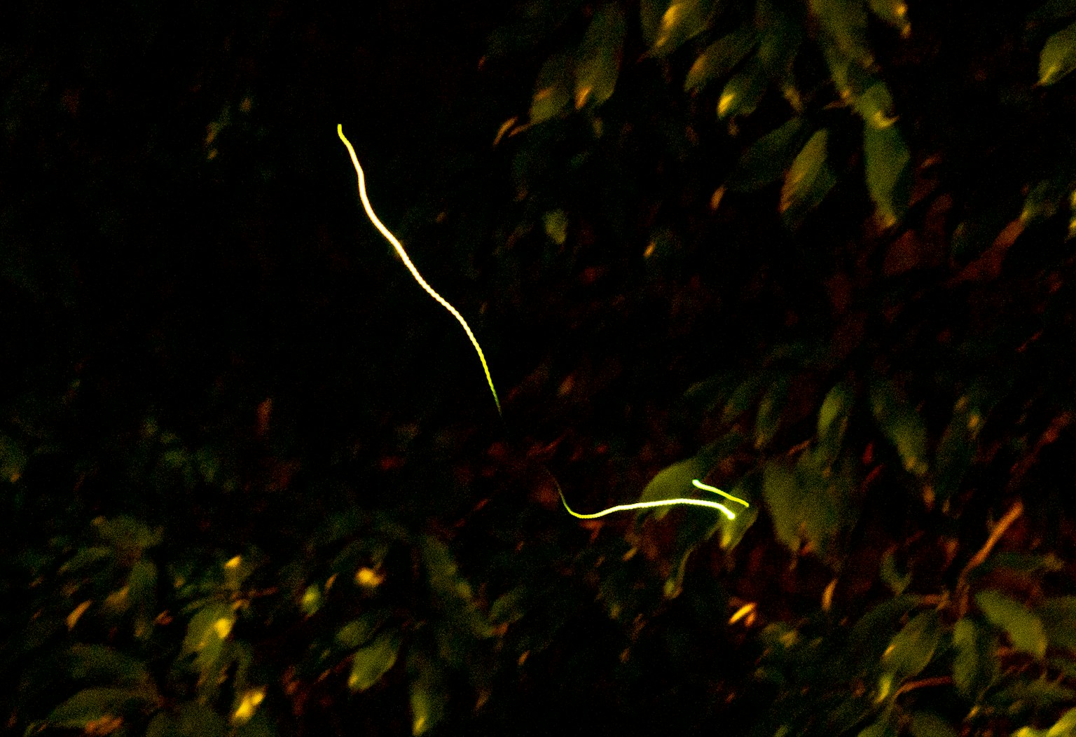 Glowing insects flying among green leaves in a dark background