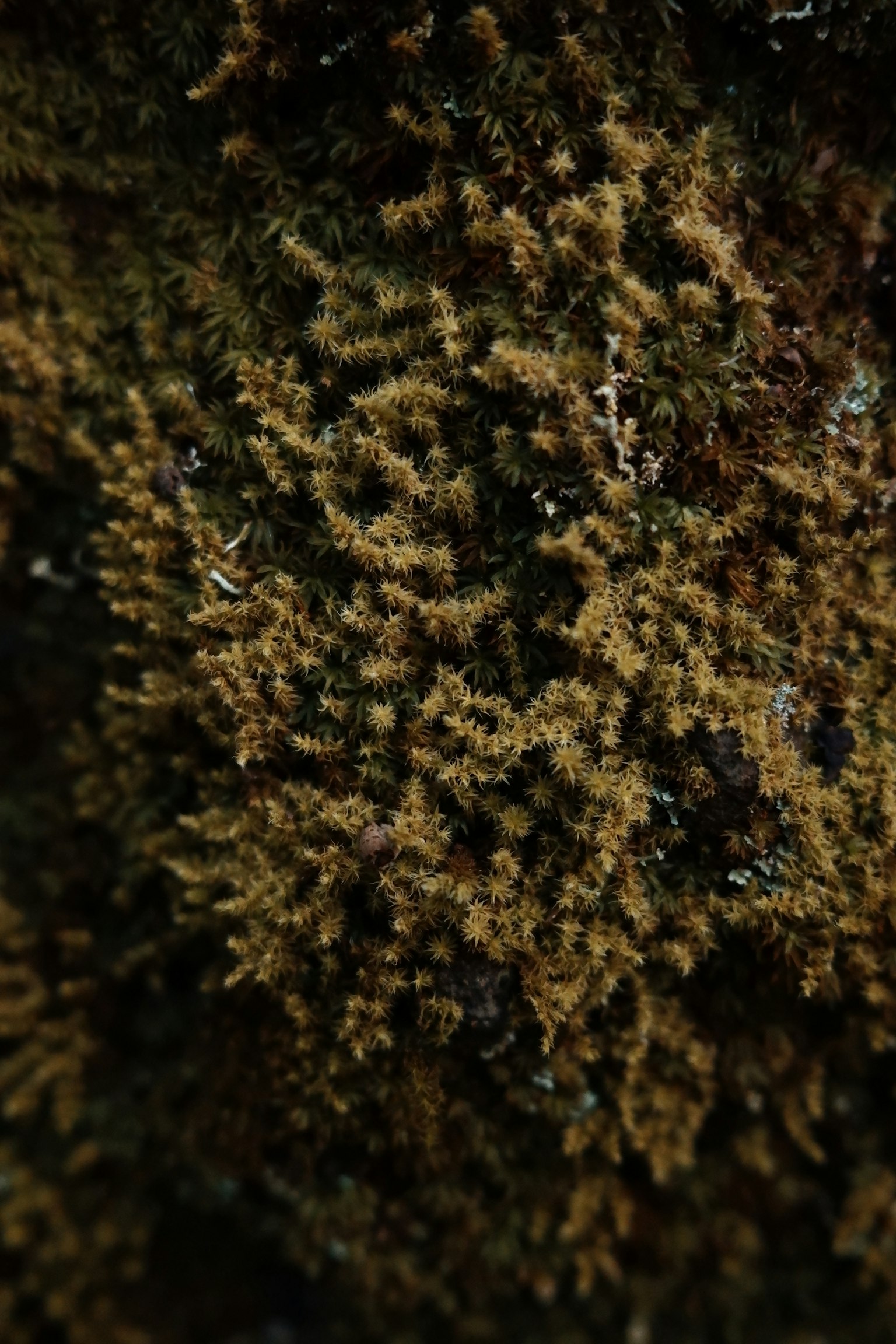 Textura de musgo con tonos verdes y marrones