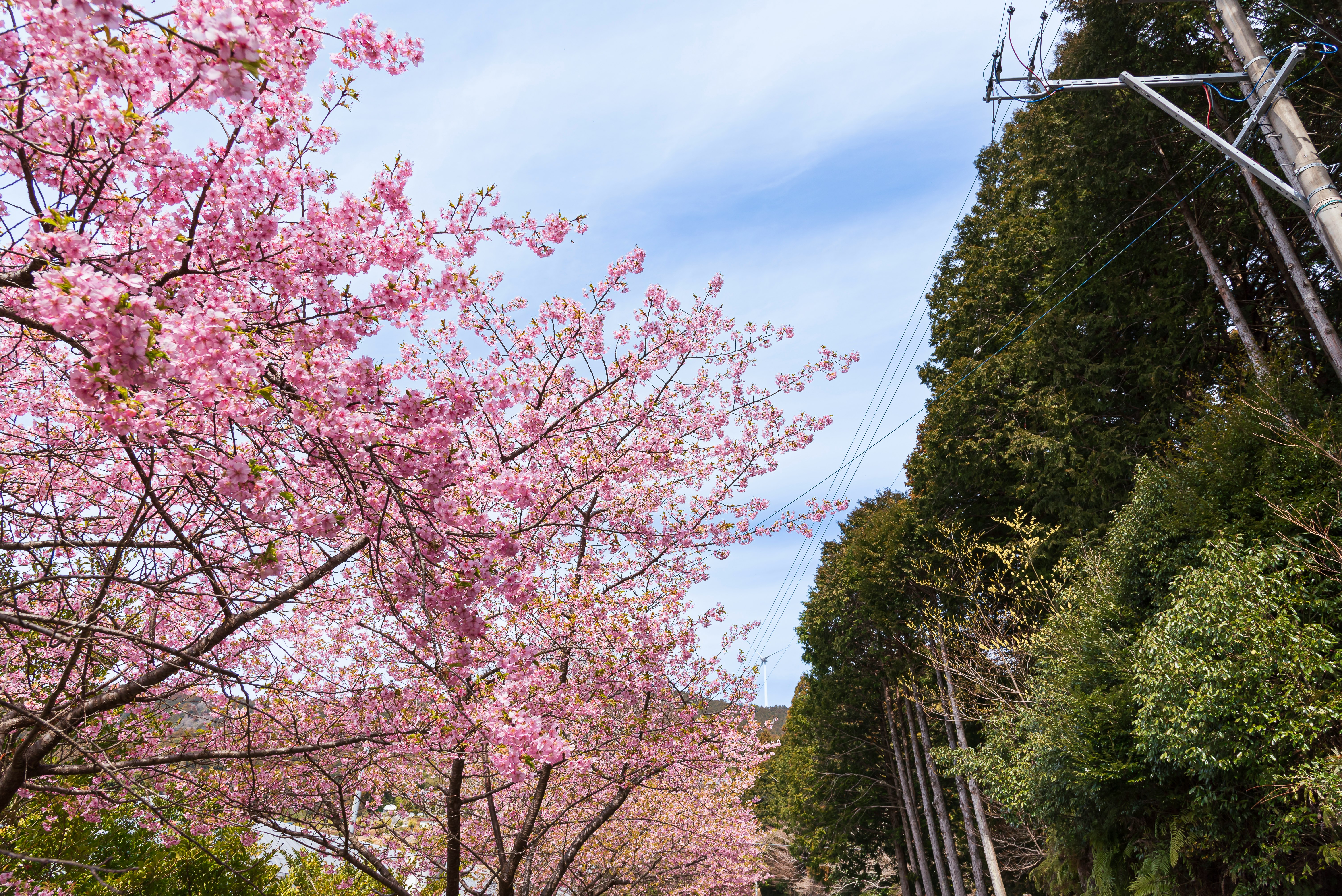 桜の並木と緑の山道が広がる春の景色