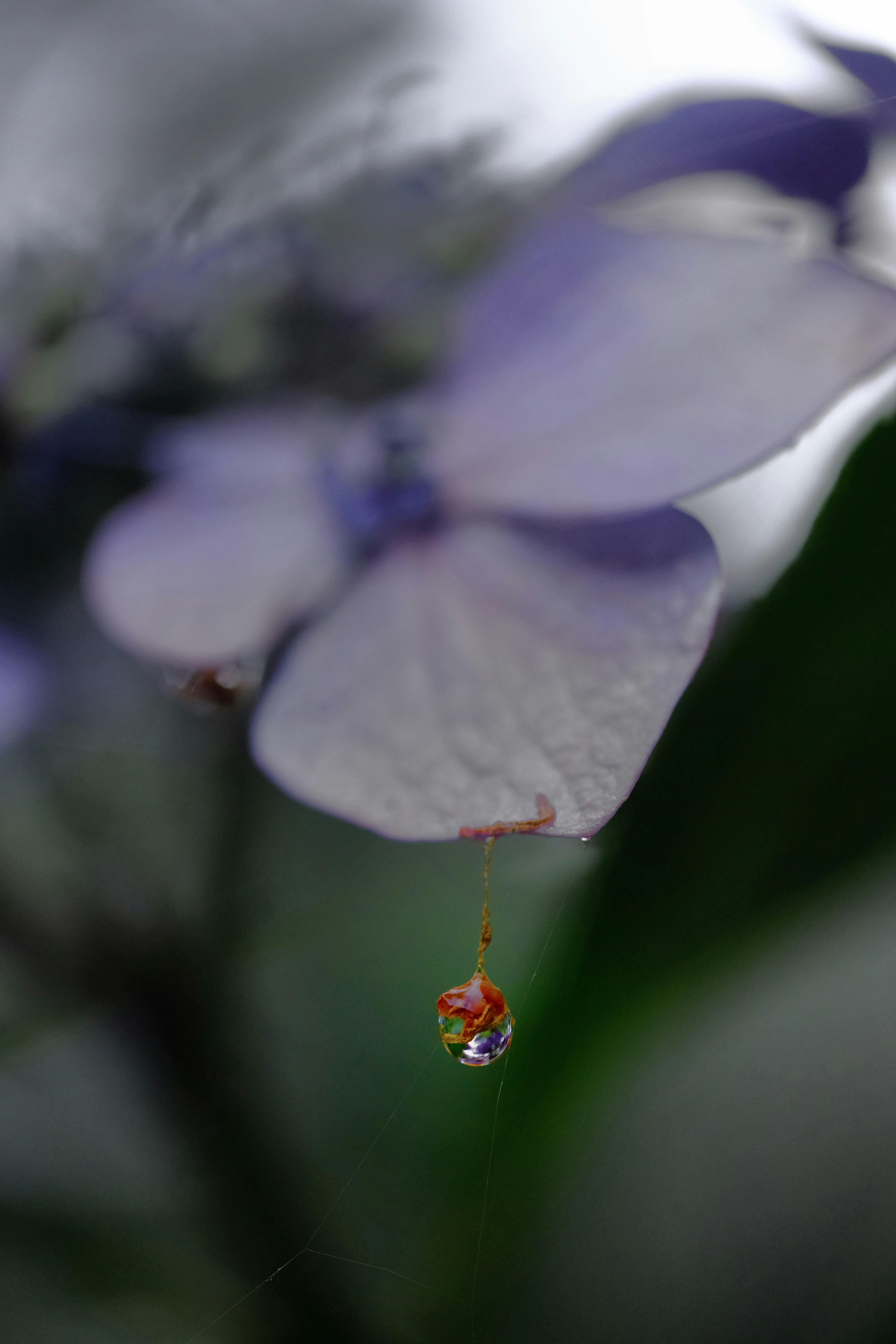 紫の花びらに付いた雫と小さな滴