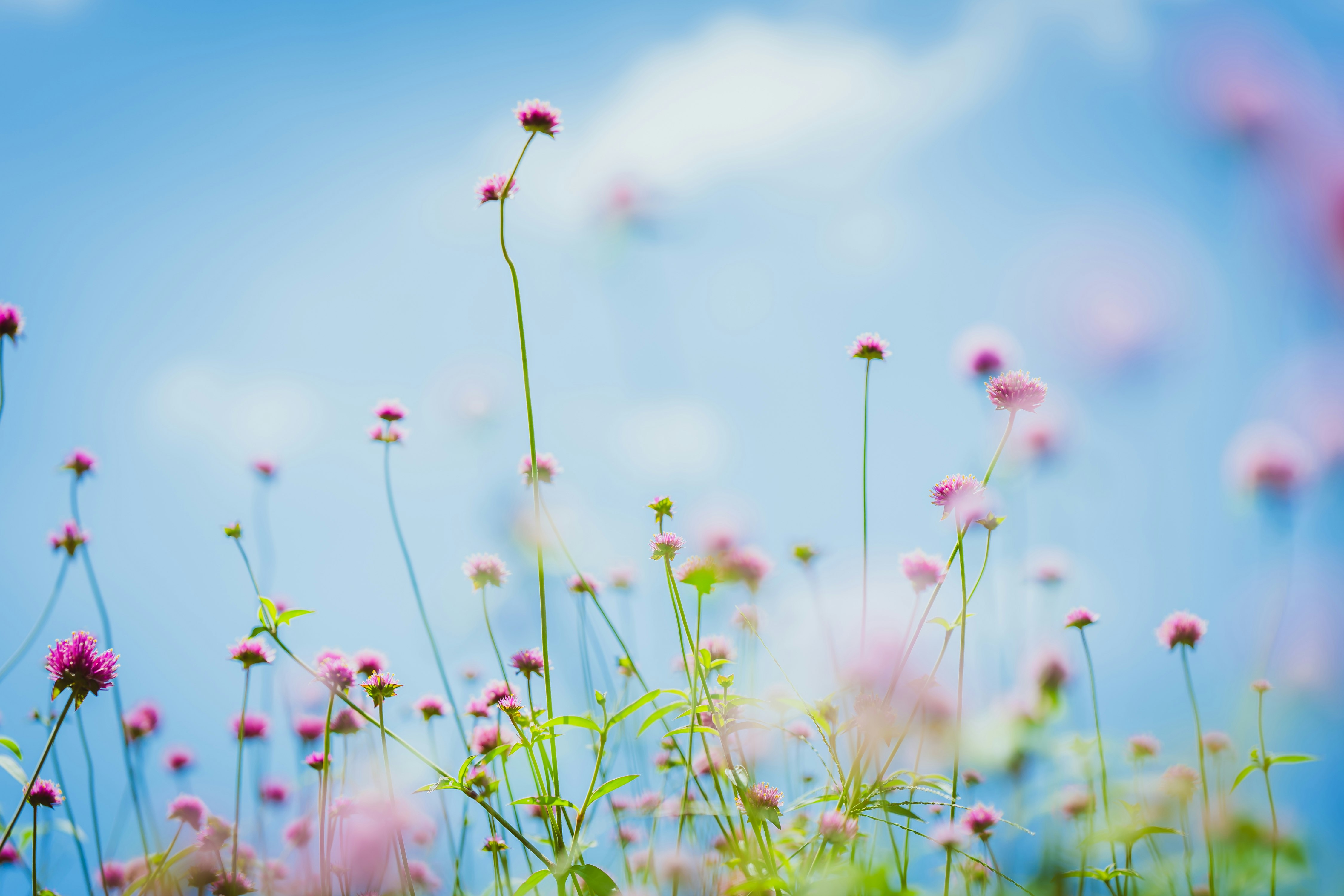 青空の下で咲くピンクの花畑
