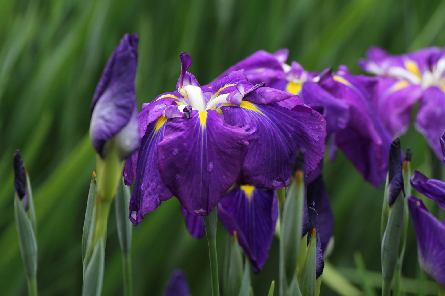 Lila Irisblüten blühen zwischen grünem Gras