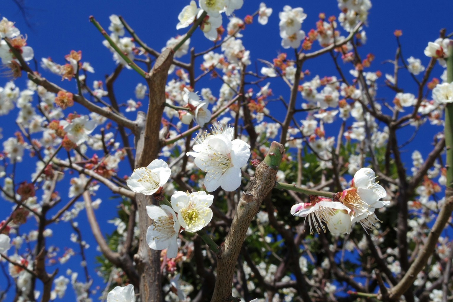 藍天下的白色梅花和樹枝