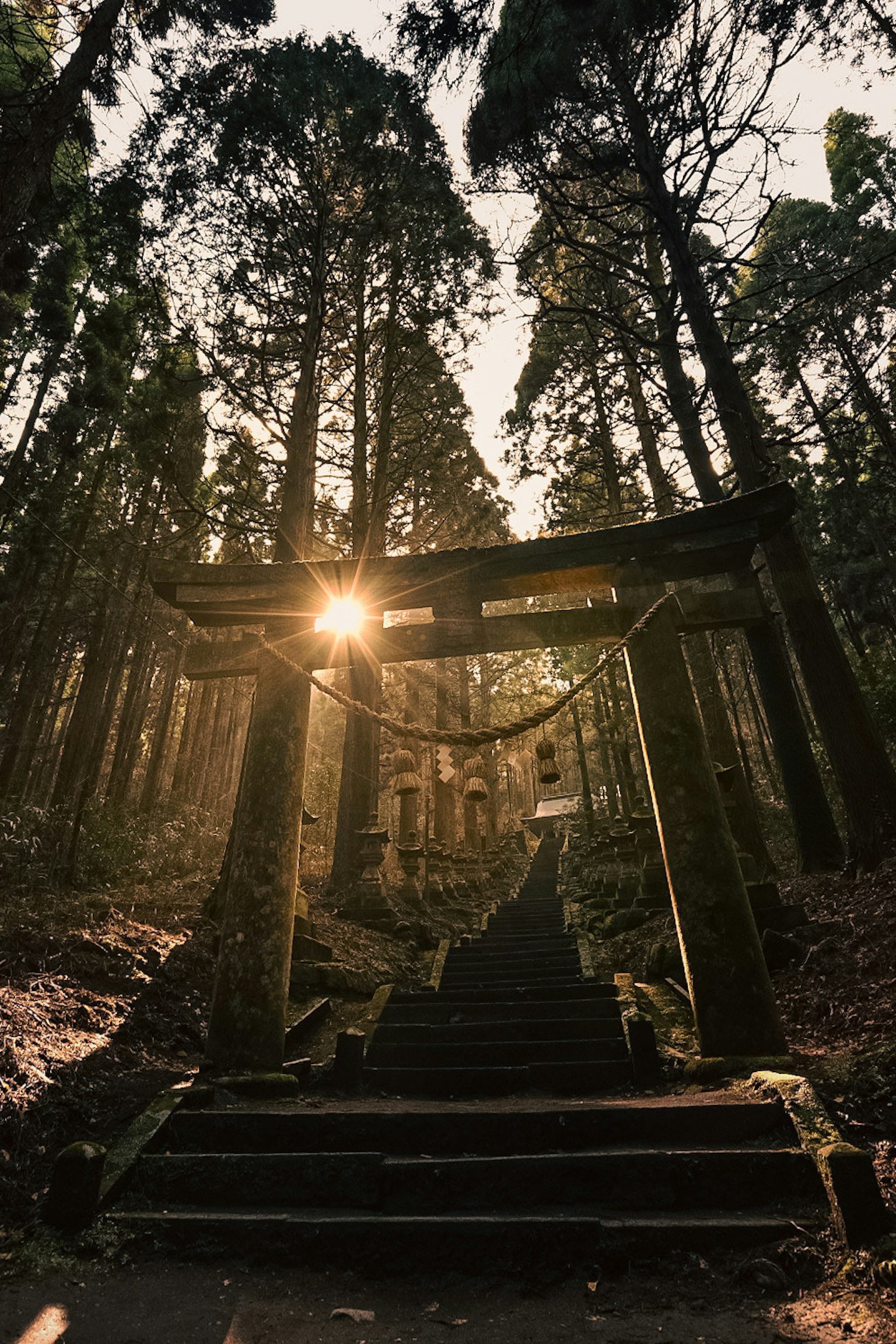Torii-Tor und Treppen in einem Wald mit Sonnenlicht, das durch die Bäume filtert