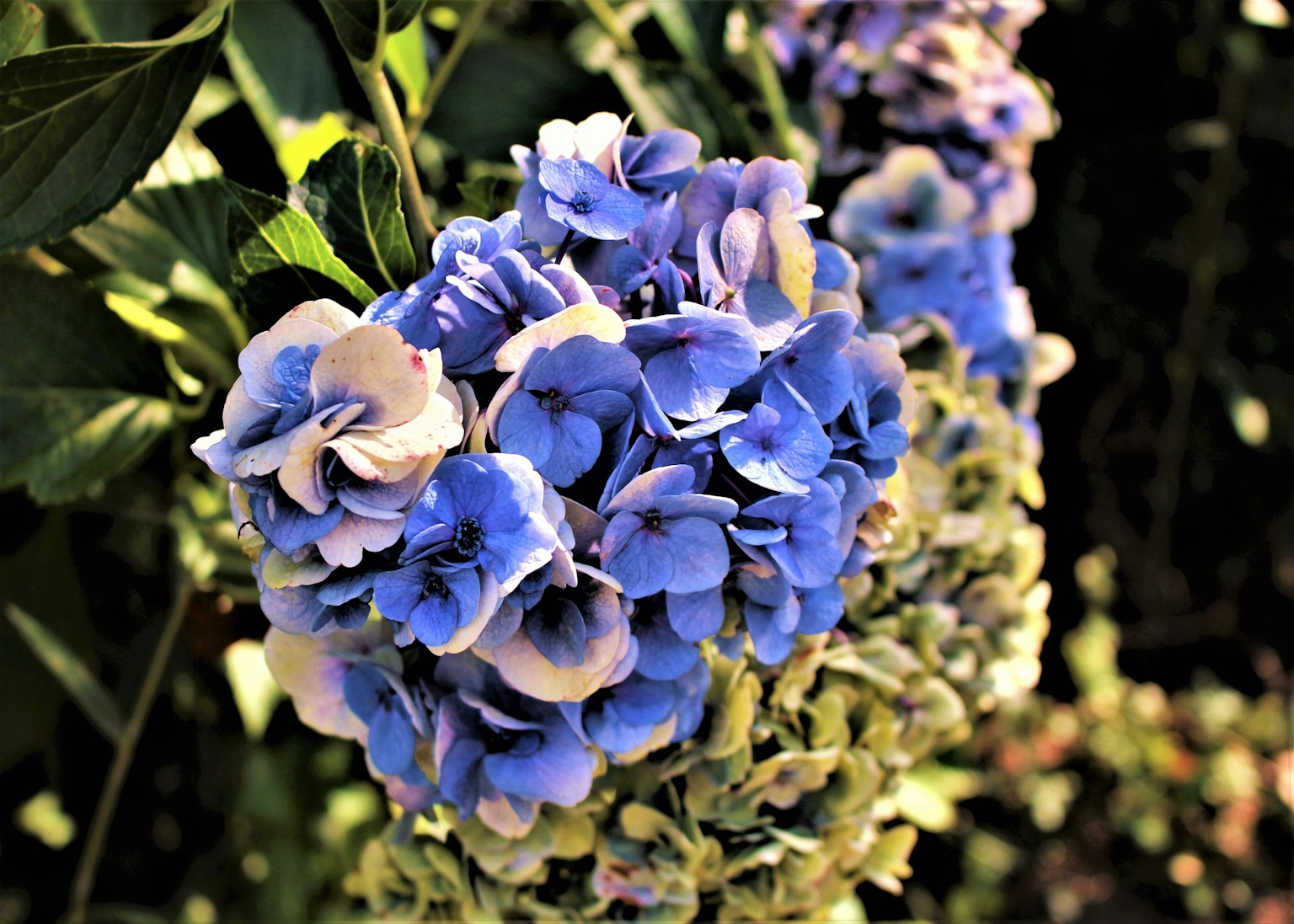 Raggruppamento di fiori blu circondati da foglie verdi