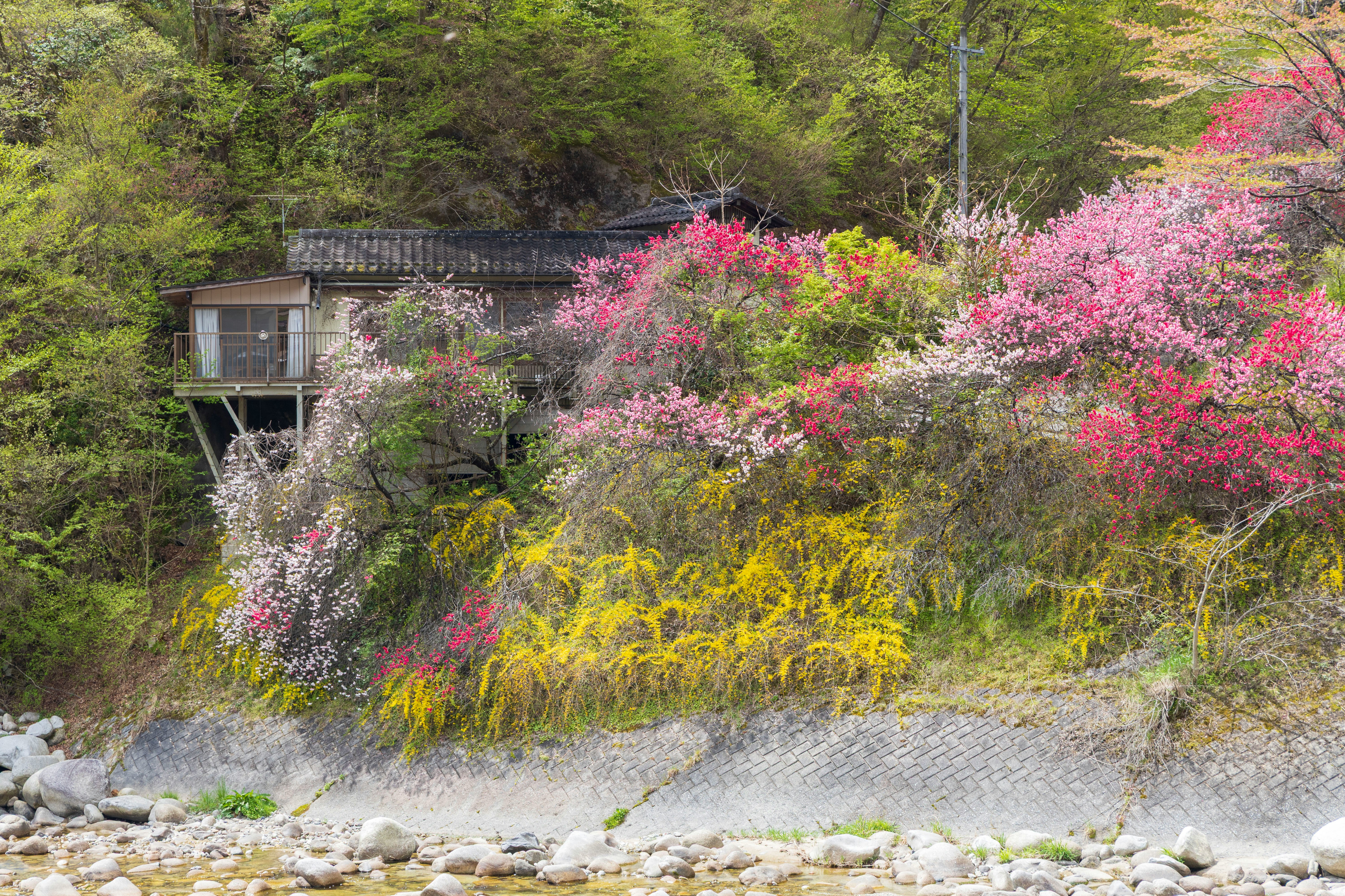 渓流沿いに咲く花桃と新緑の山あいの景色