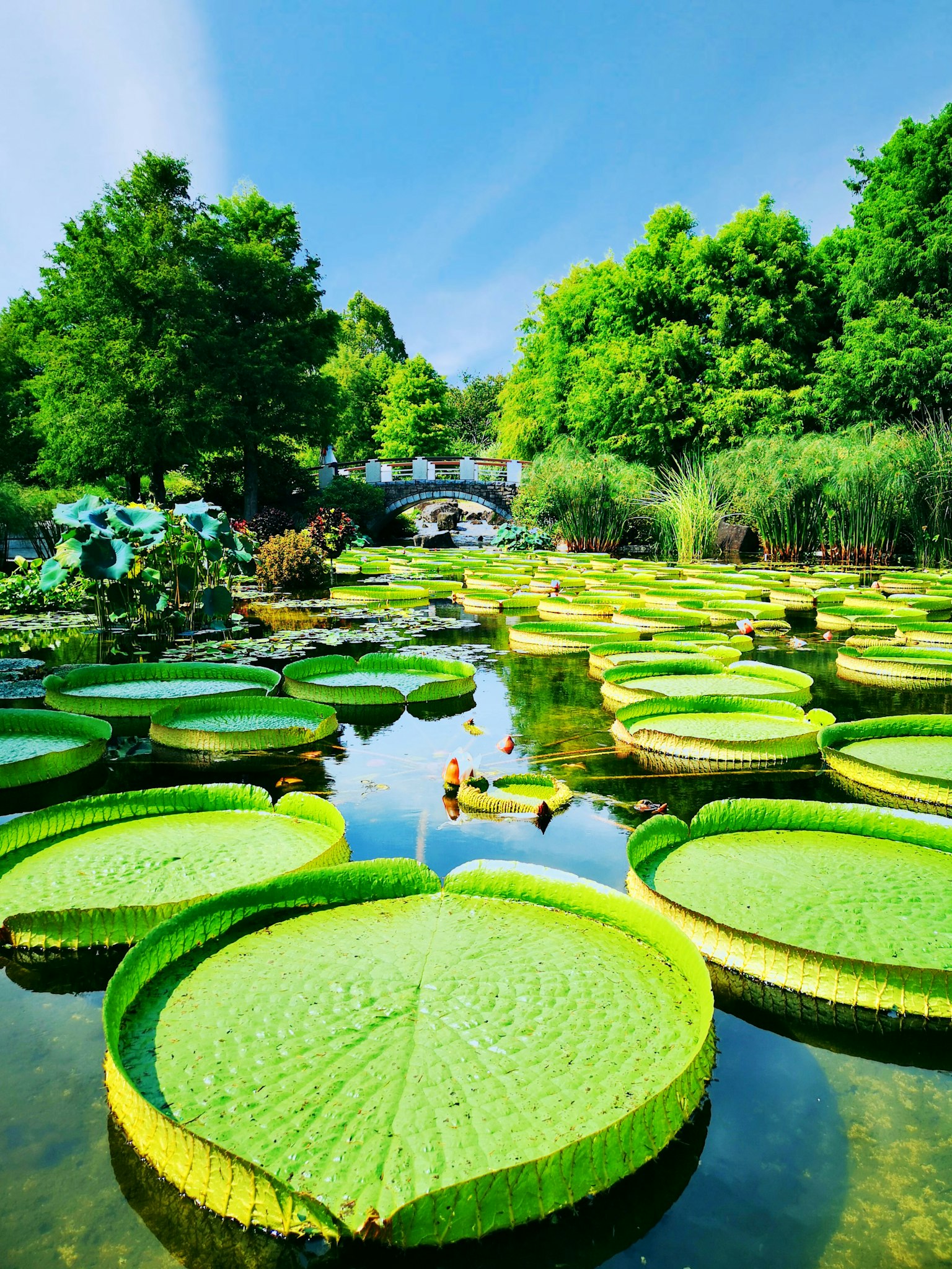 Pond with large green lily pads under a blue sky surrounded by lush greenery