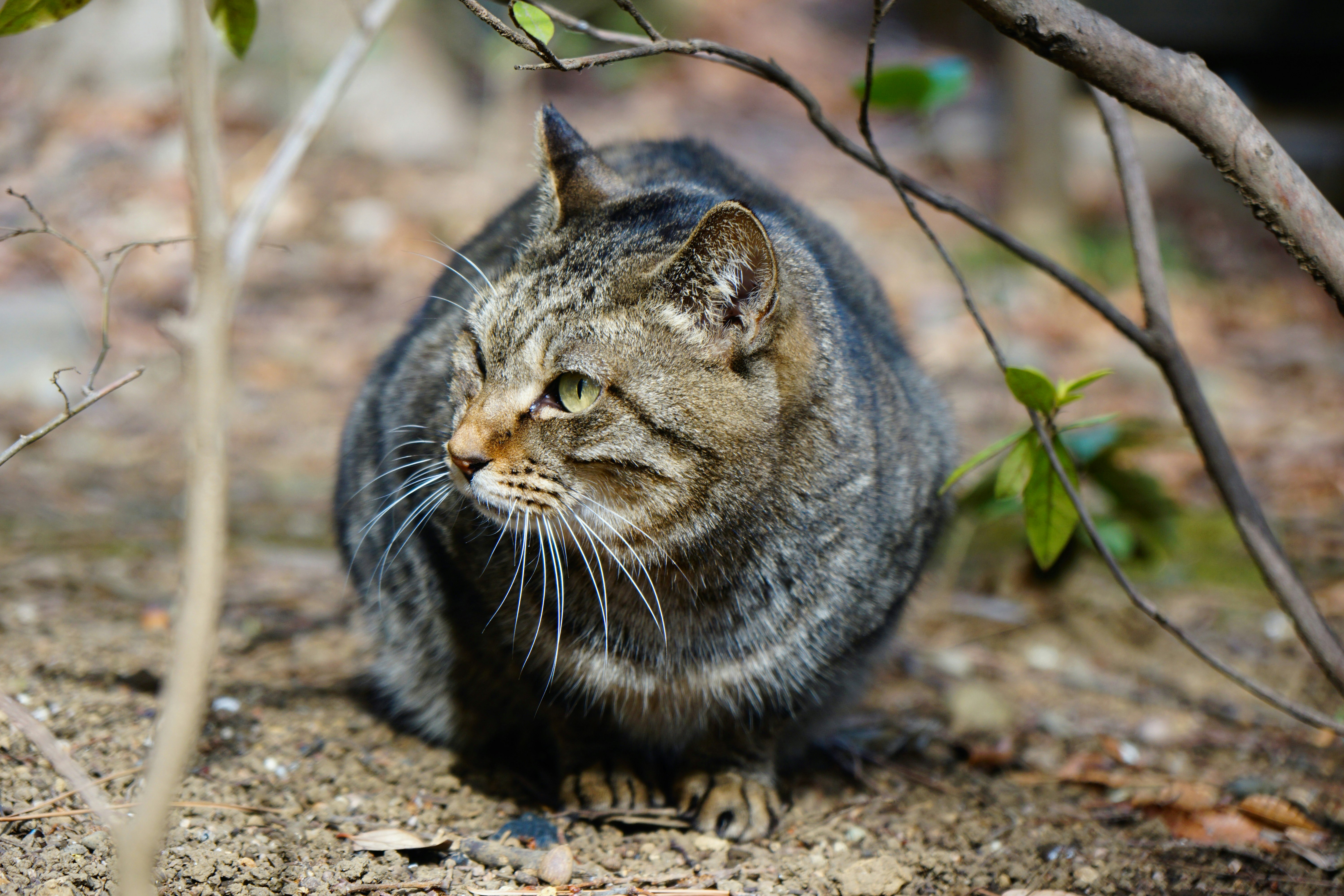 木の枝の下で目を開けて座る野良猫