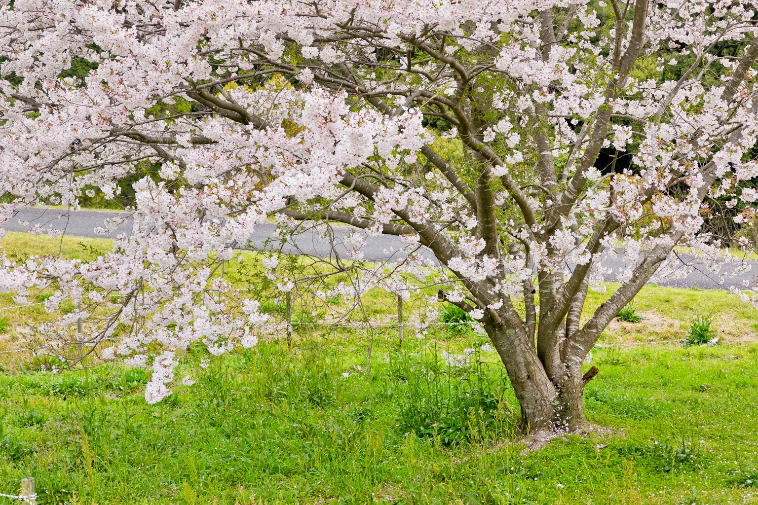 Cerezo en flor en un prado verde con flores blancas