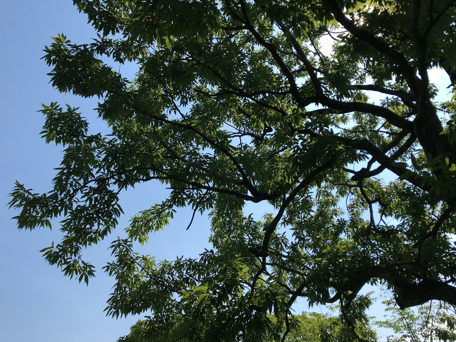 Rami e foglie verdi di un albero si estendono sotto un cielo blu