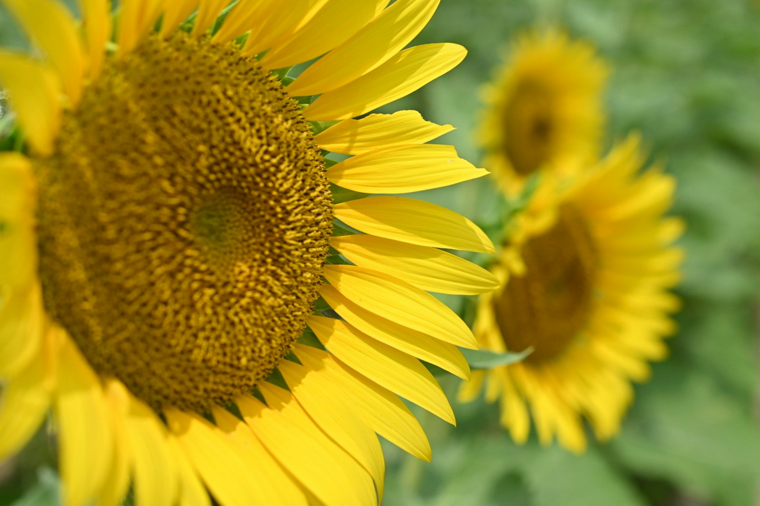 Vibrant sunflowers in a field