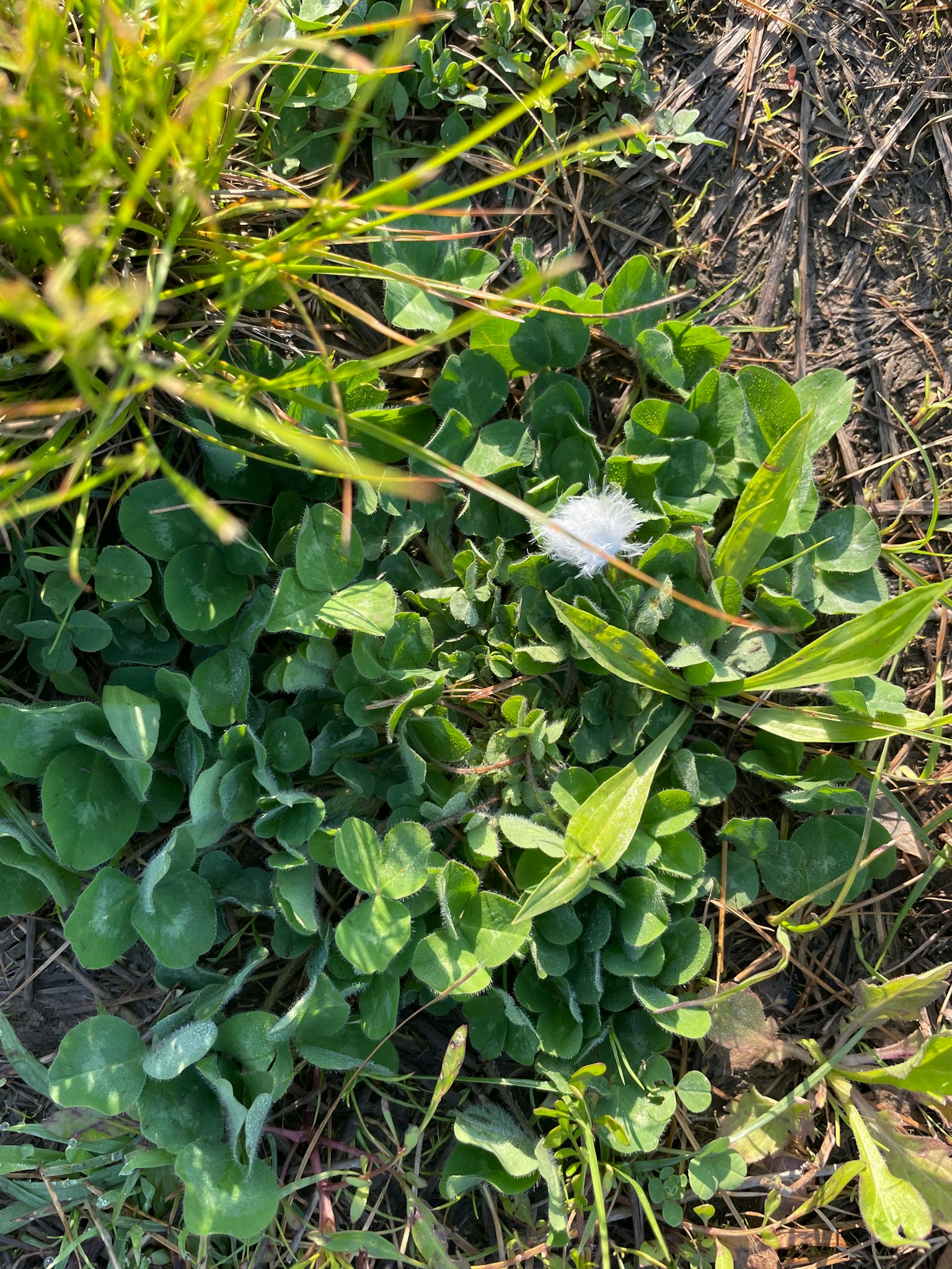 Pianta con foglie verdi e un fiore bianco in un'area erbosa