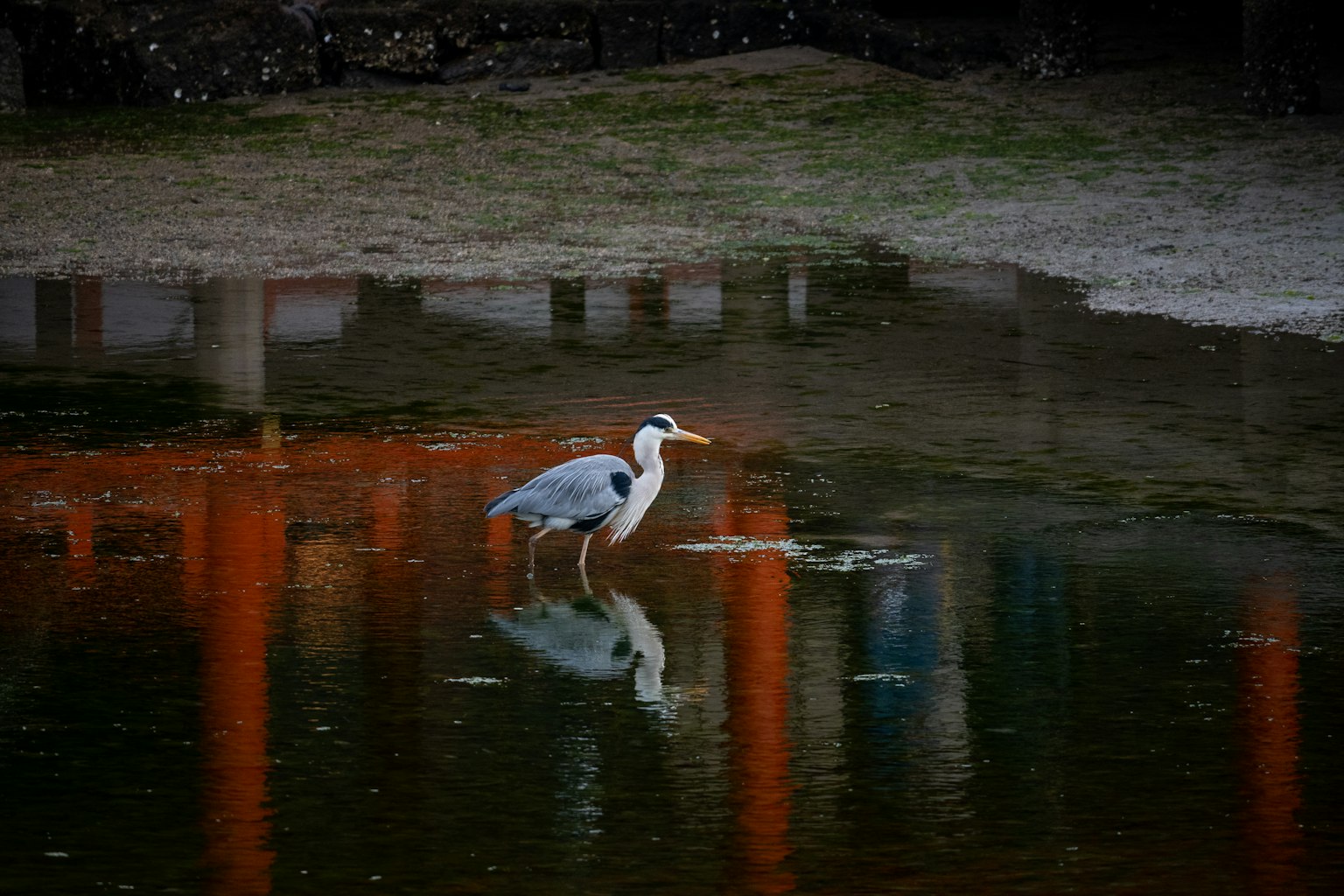 A heron standing by the water with a beautiful reflection