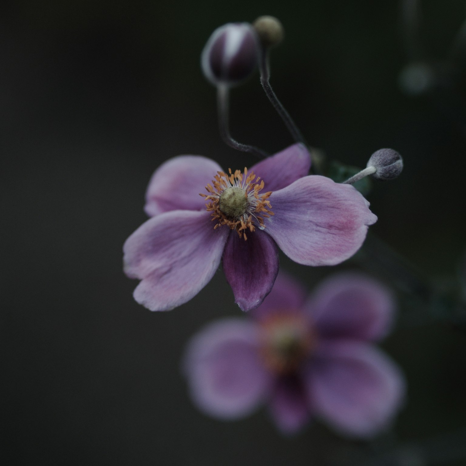 Hoa hồng nhạt tinh tế với nền tối