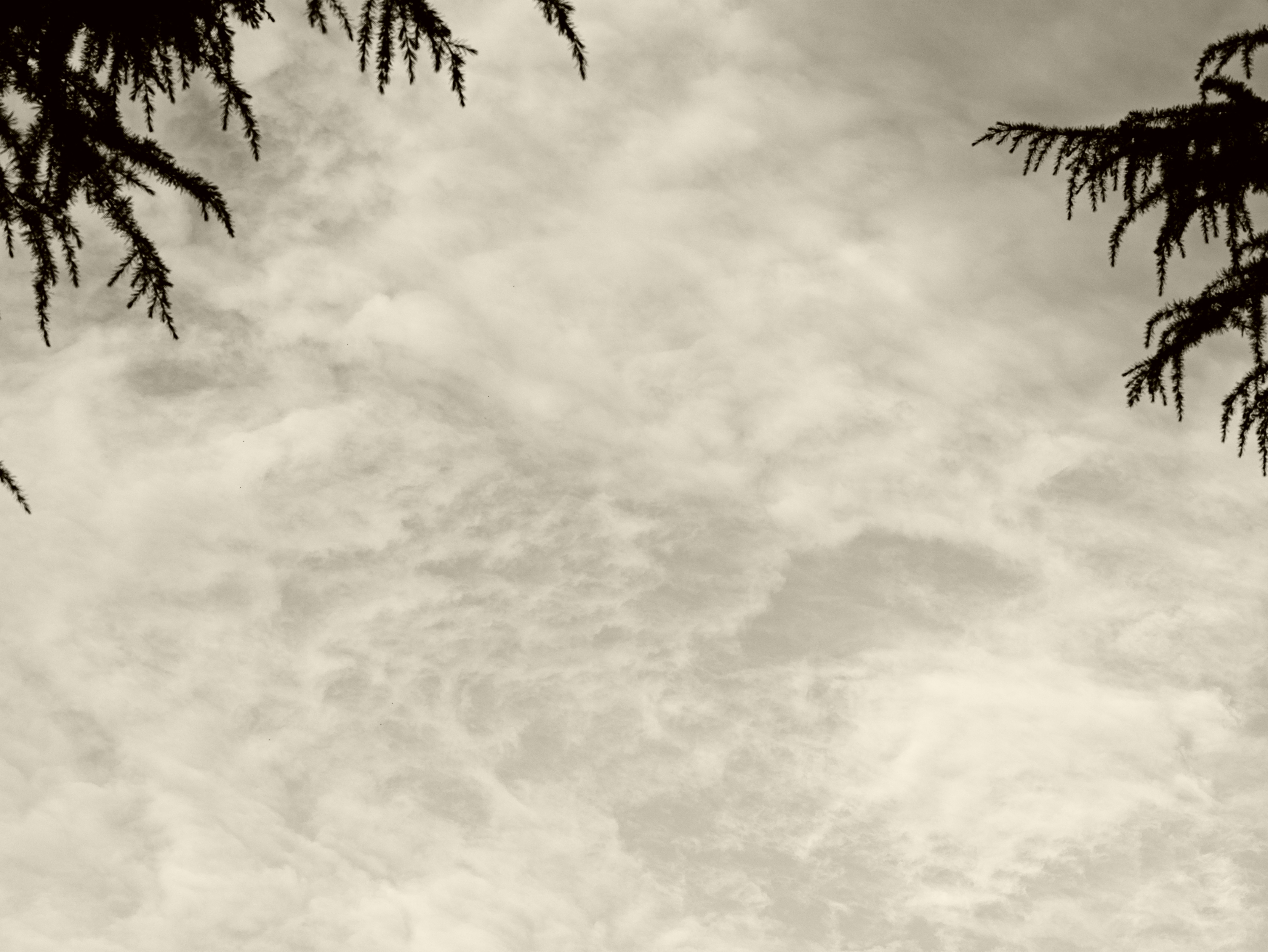 木々の枝越しに広がる雲の空