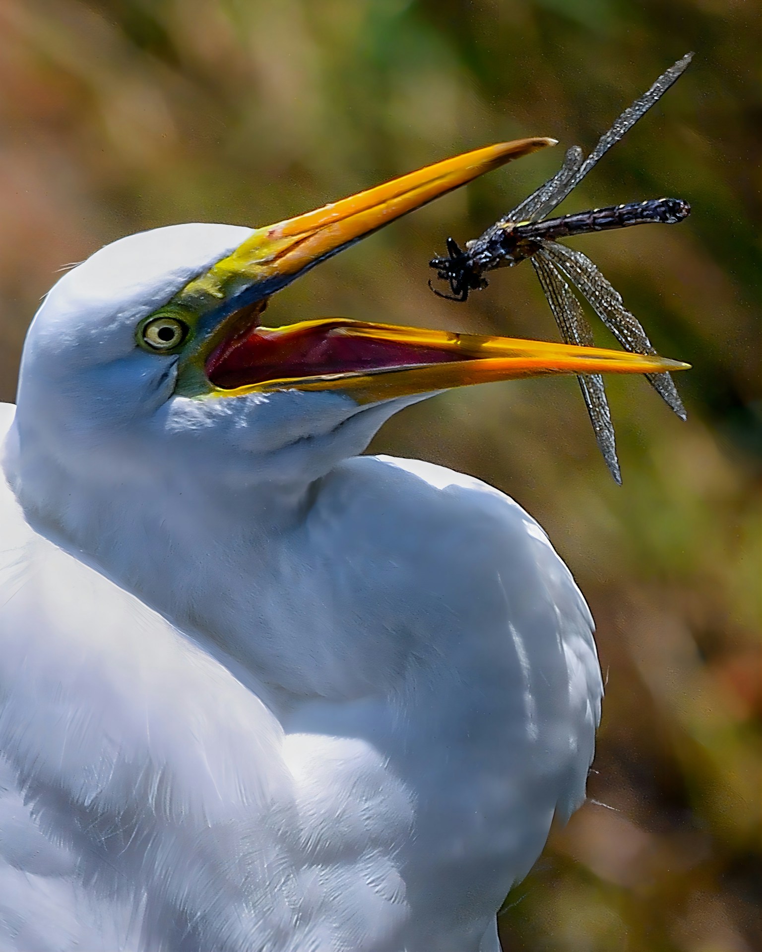 A white heron catching a dragonfly