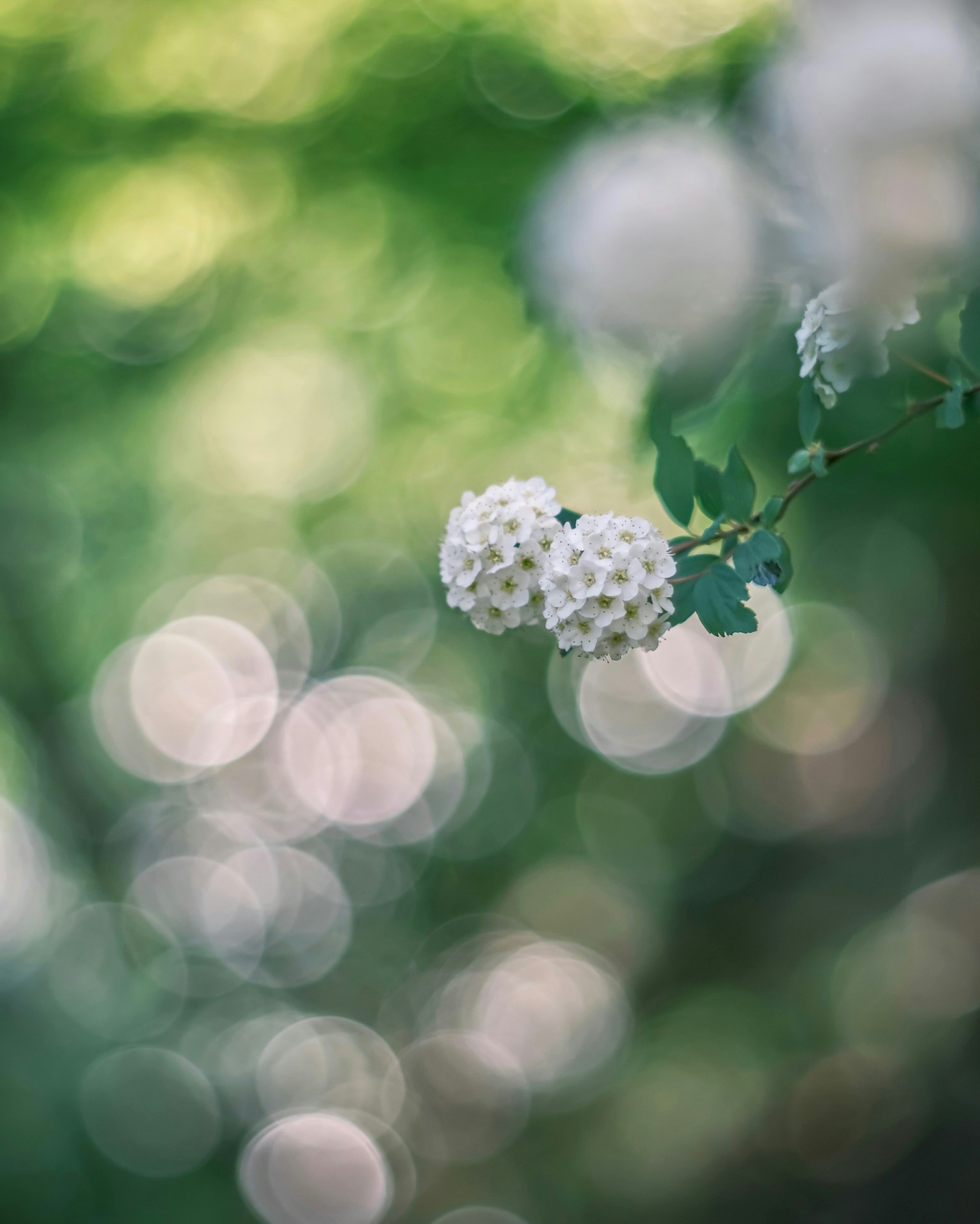 Mazzo di fiori bianchi con sfondo verde sfocato