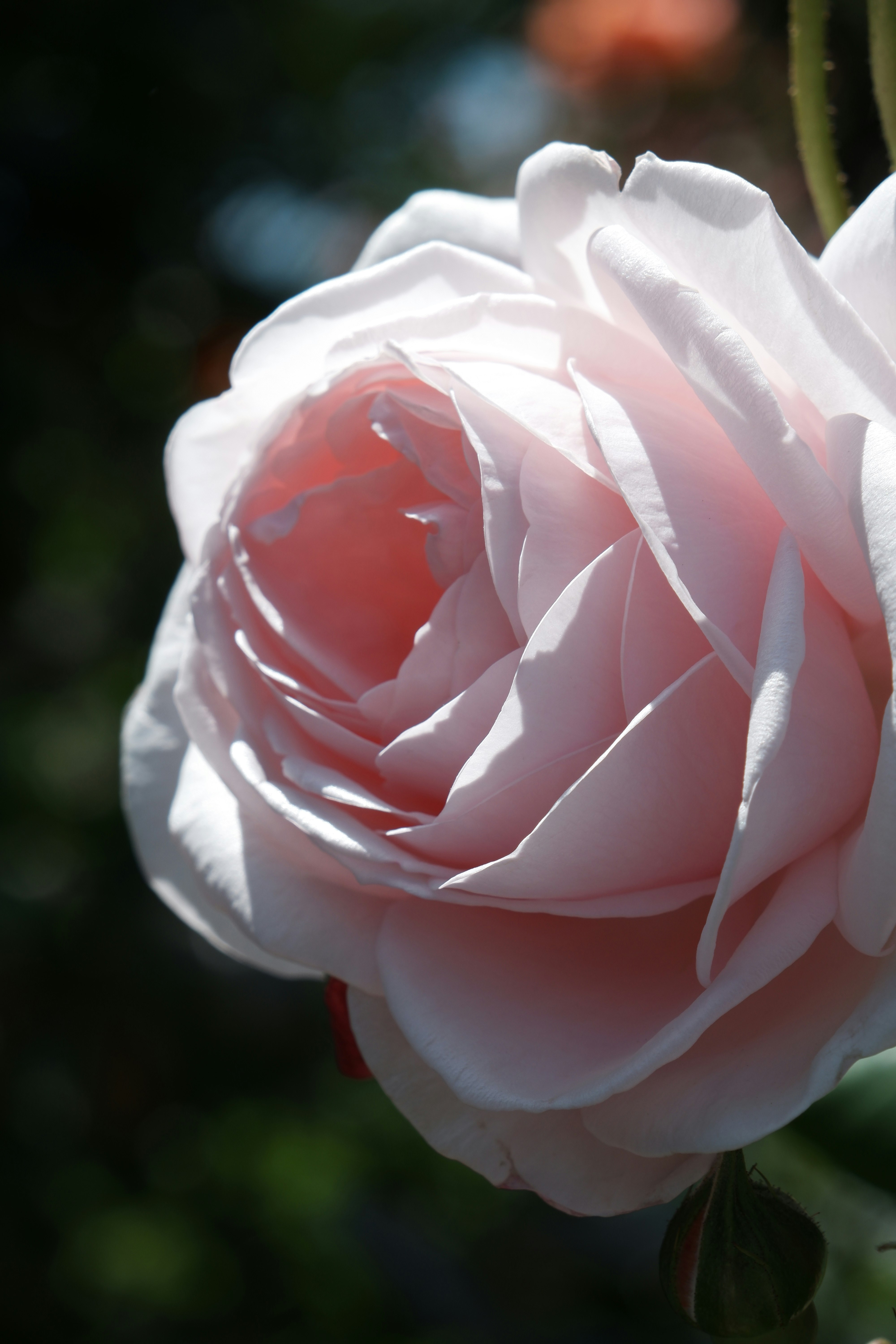 白いバラの花びらのクローズアップ