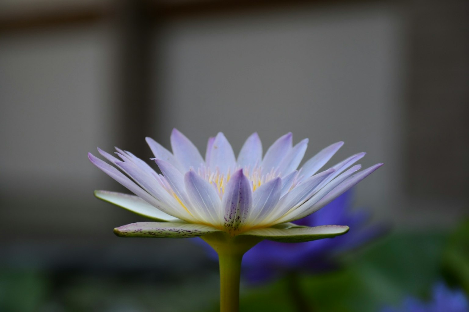 Una hermosa flor de lirio de agua en flor