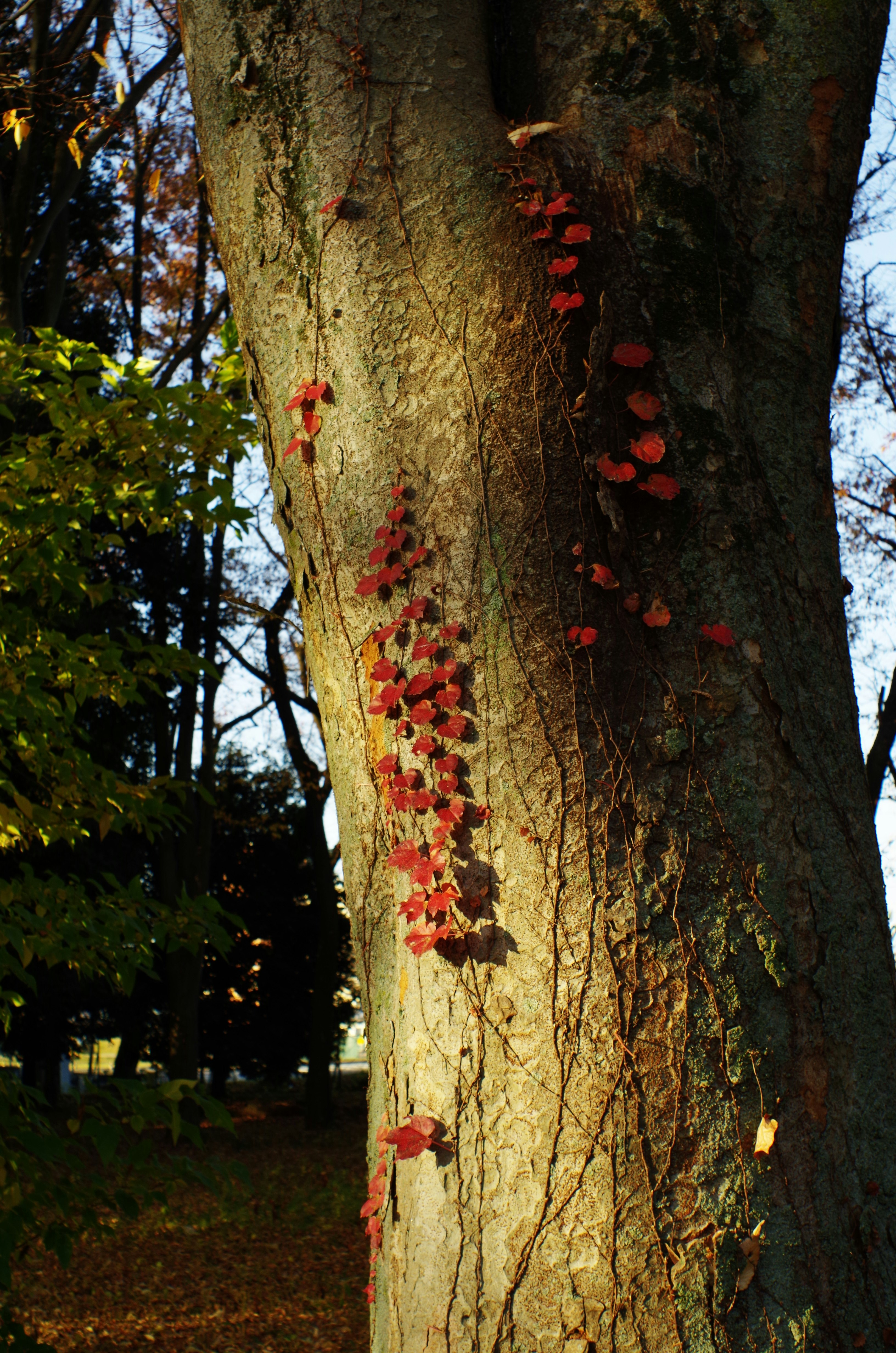 幹に赤い紅葉の葉がまとわりつく秋の木