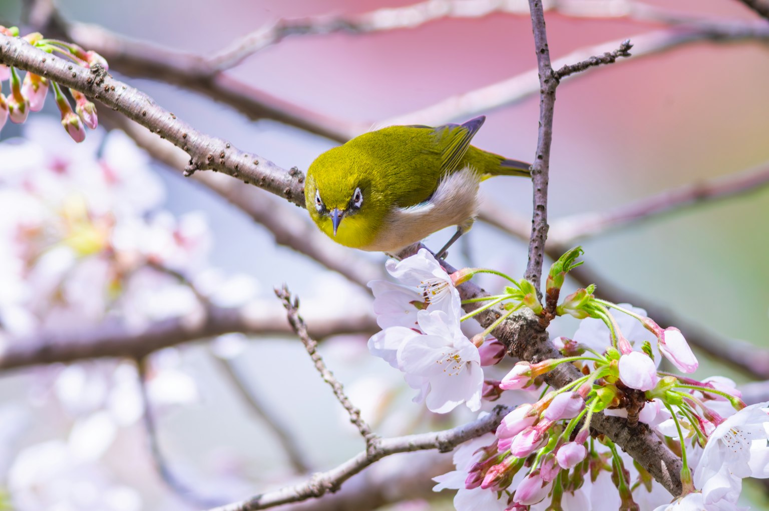 Uccello verde appollaiato tra i fiori di ciliegio