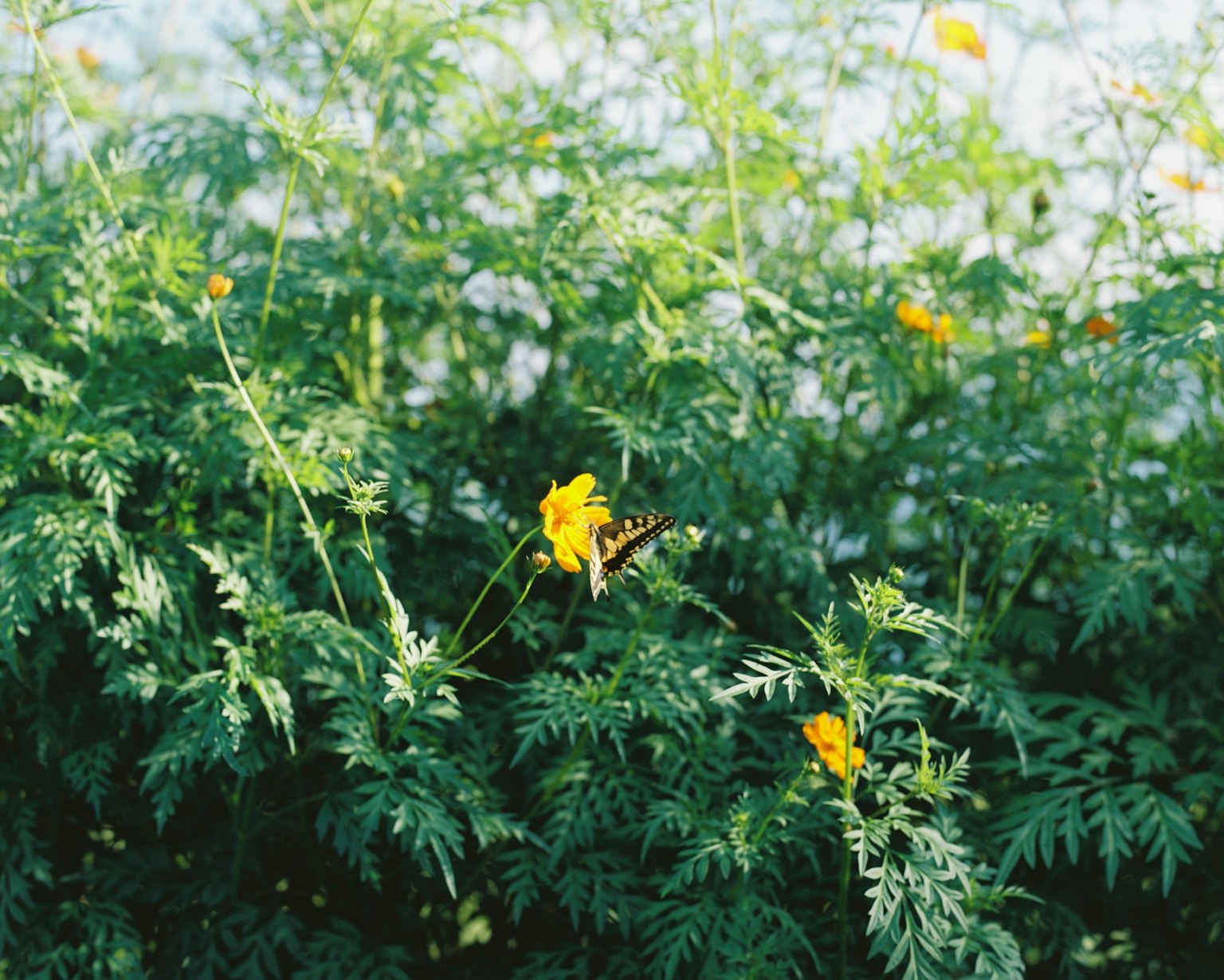 緑の葉と黄色い花が咲く植物の群生に蝶が止まっている