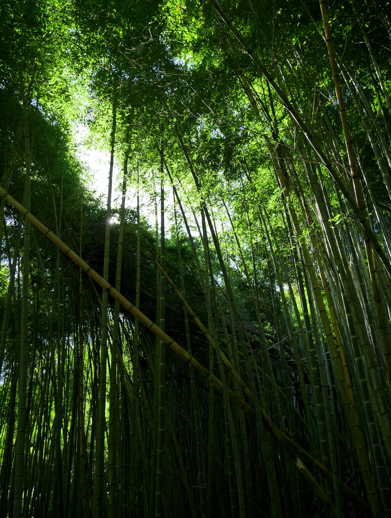 Hutan bambu hijau subur dilihat dari bawah dengan batang ramping