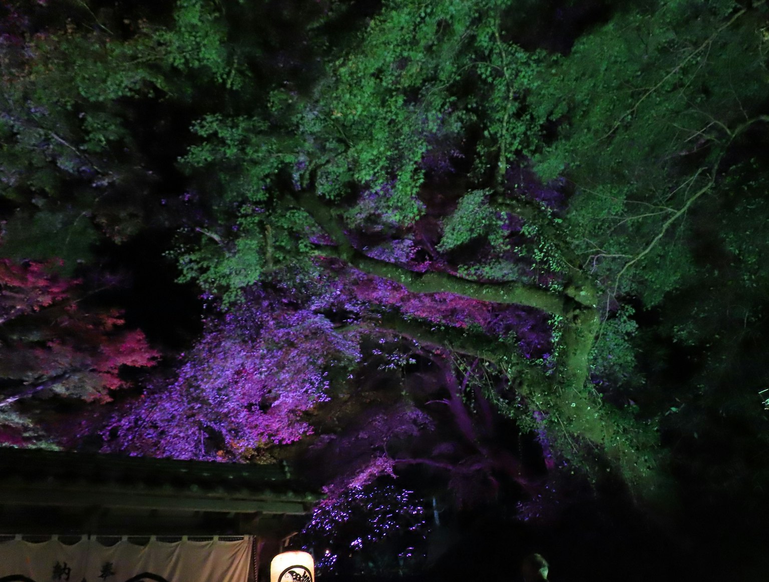 Vista notturna di alberi illuminati da luci viola e verdi