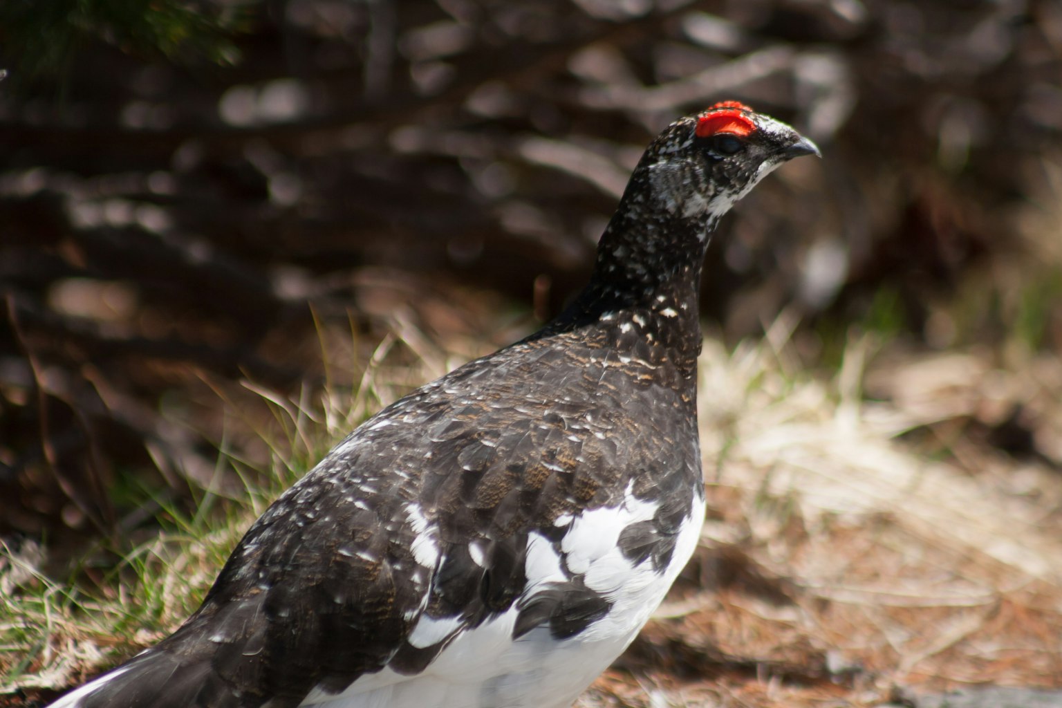 Burung dengan bulu hitam dan putih yang memiliki kepala merah yang khas