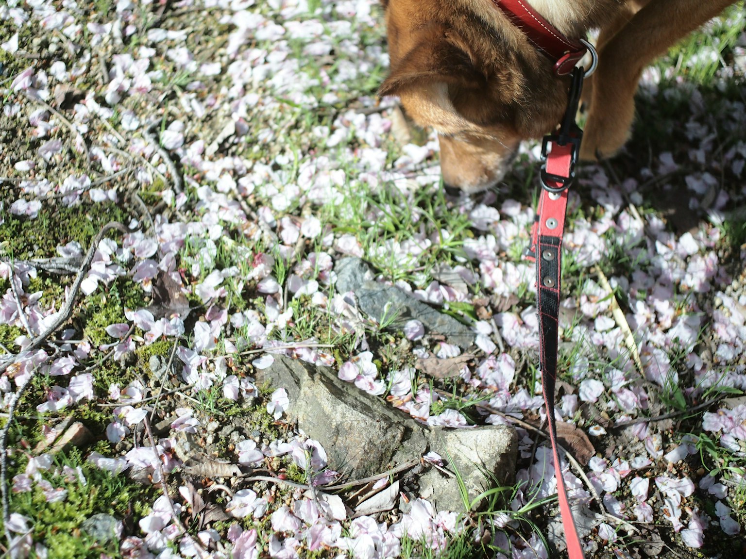 A dog sniffing the ground covered with cherry blossom petals