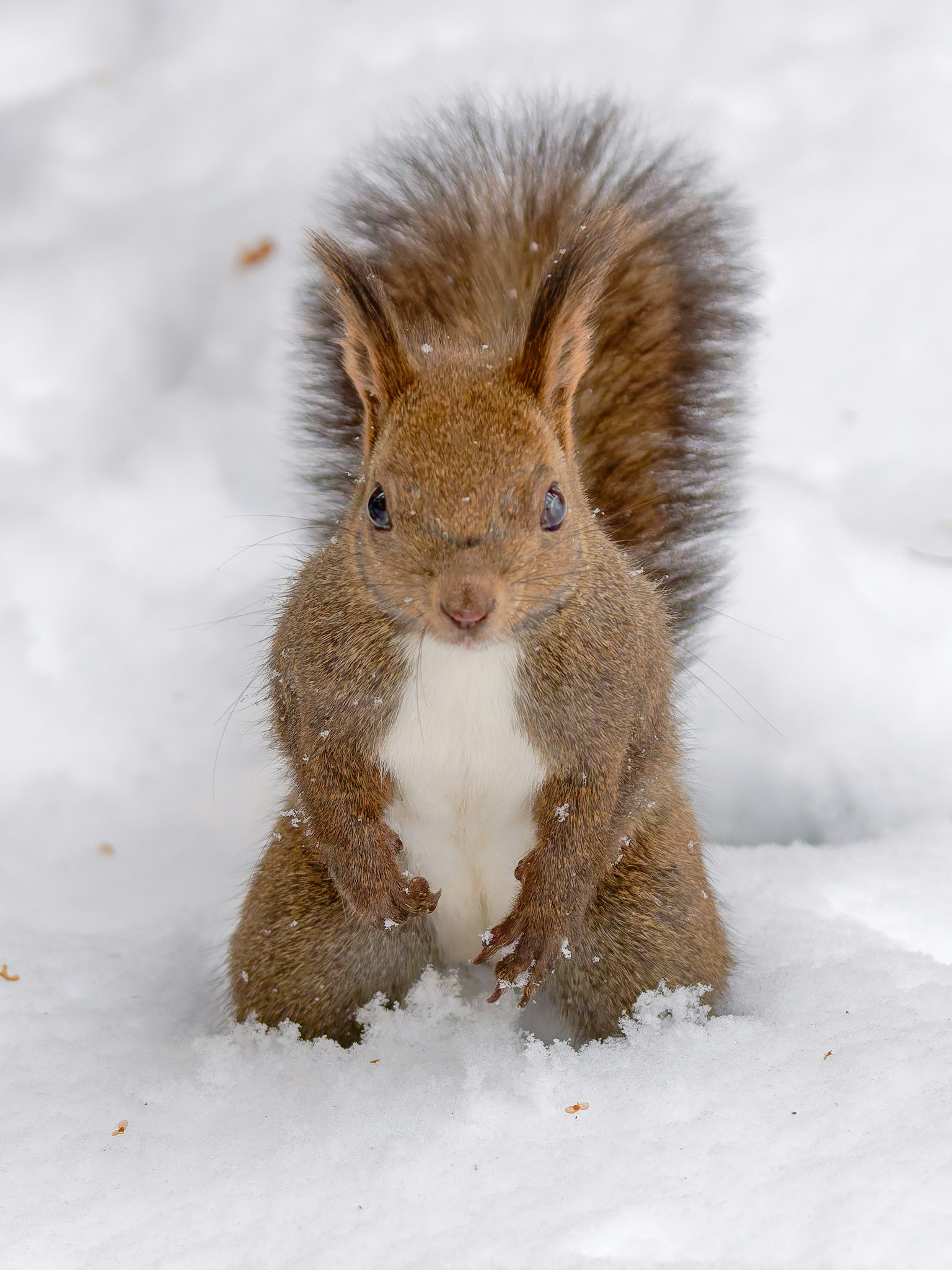 雪地里站着的松鼠 棕色毛皮和白色肚子