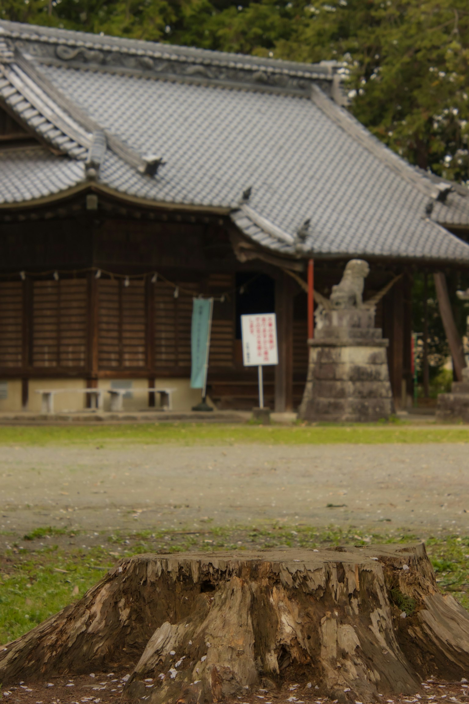 Stump in front of a temple with a stone lion statue