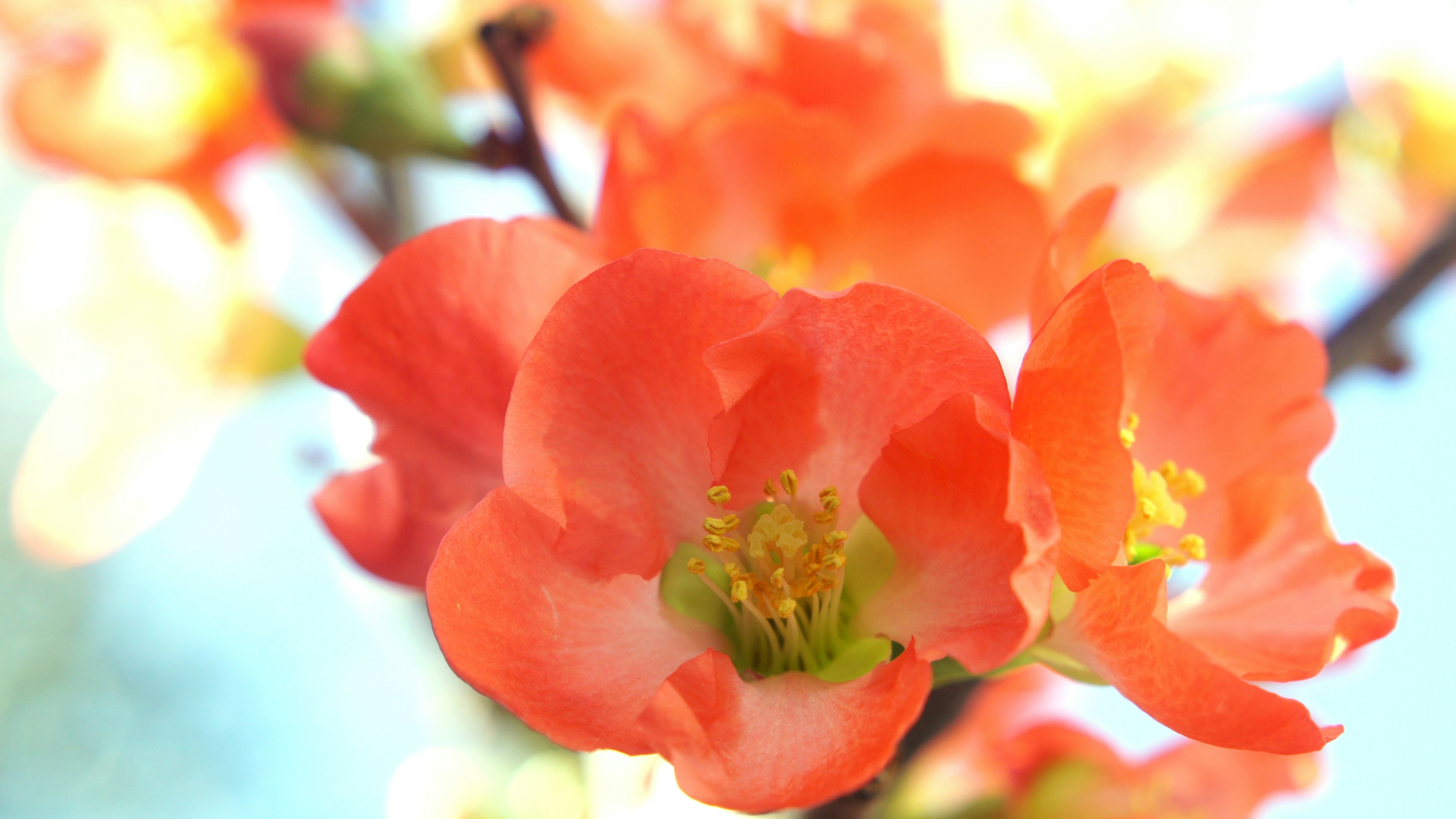 オレンジ色のボケの花のクローズアップ